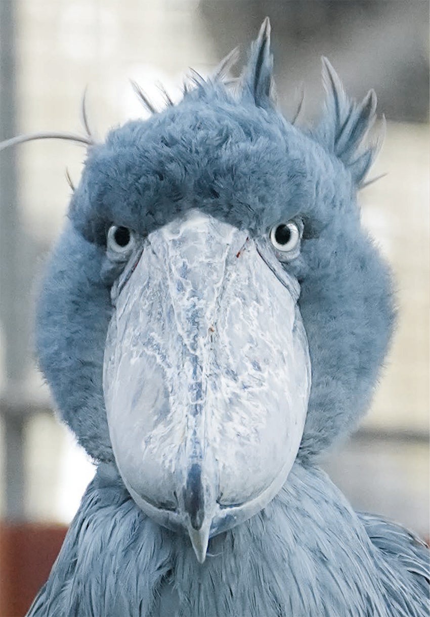 『ハシビロコウのふたば』より（写真・南幅俊輔）