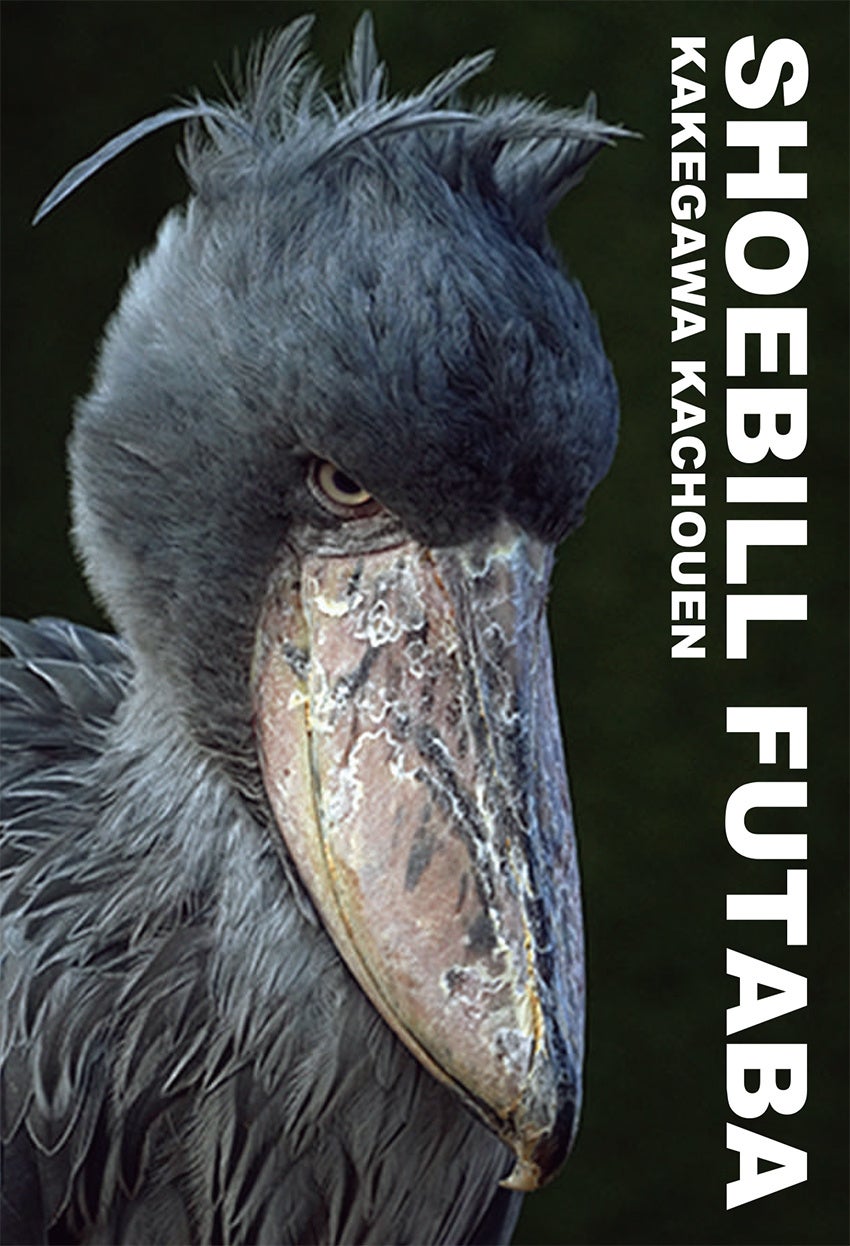 静岡・愛知・神奈川 限定】掛川花鳥園のハシビロコウの写真集