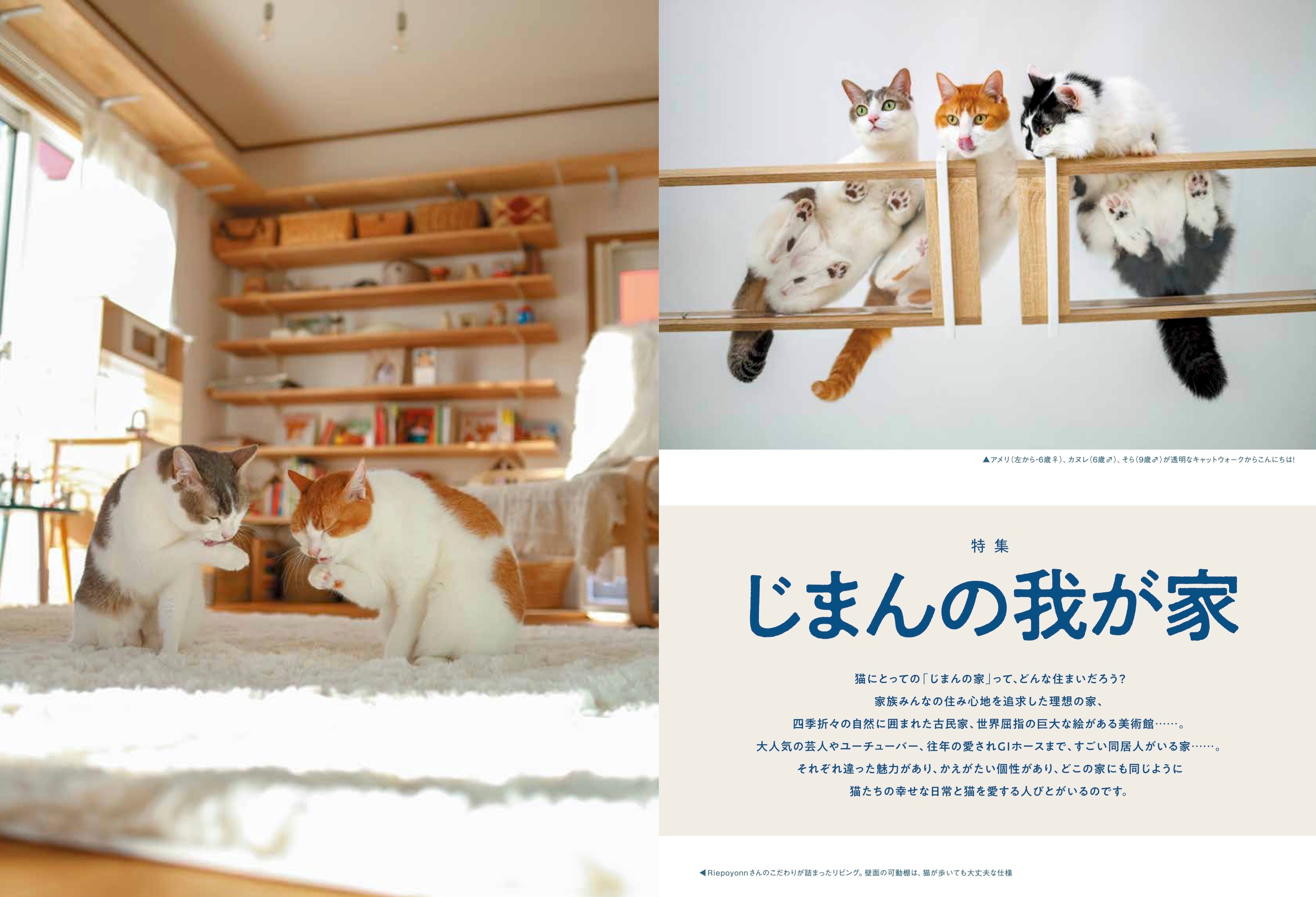 【中古】 子ねこ ９０日間の成長記録/小学館/立松光好 中古】 子ねこ 90日間の成長記録 （小学館のこどもカラー文庫