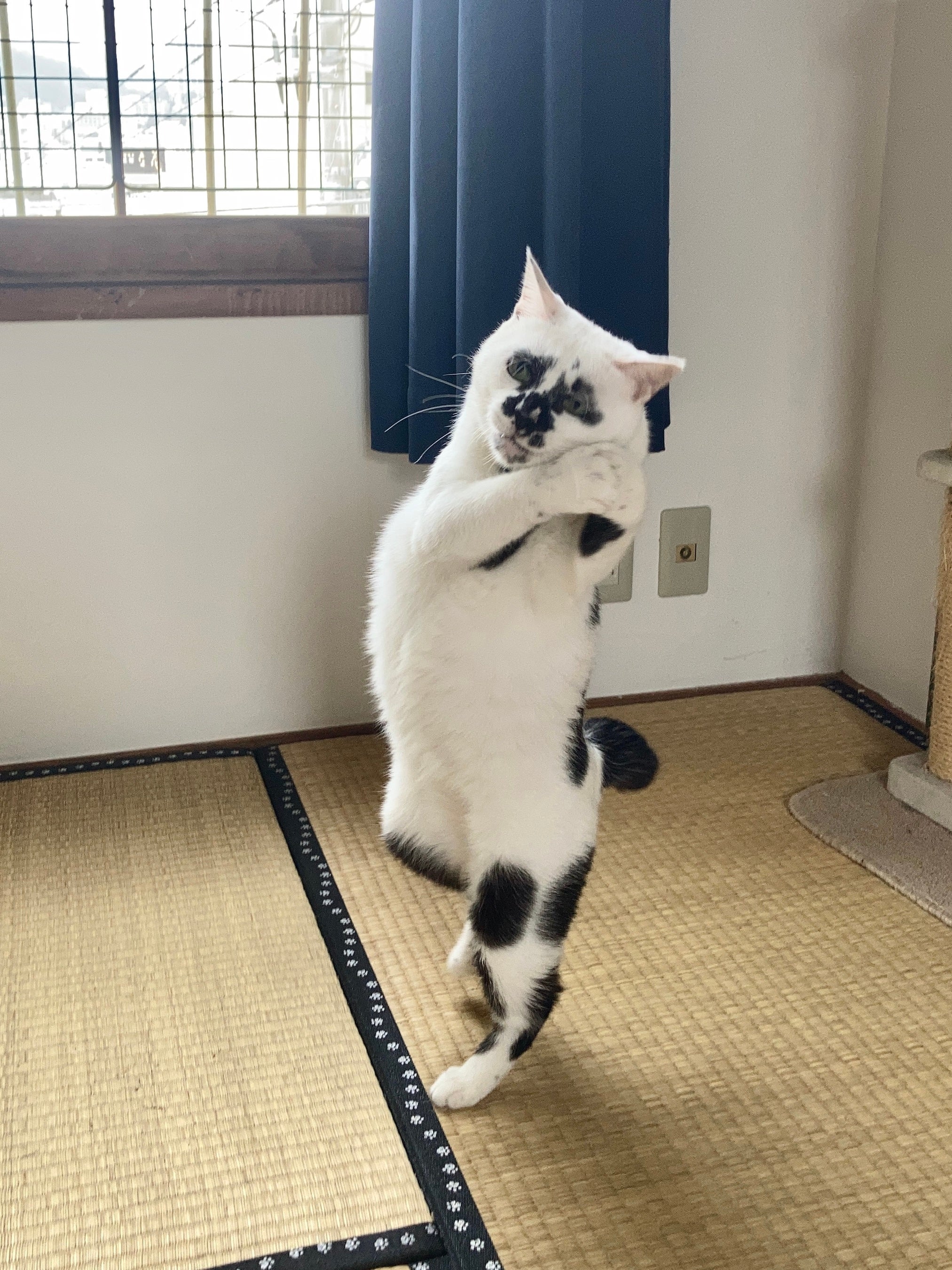 コミカルなポーズにファン続出のミチル