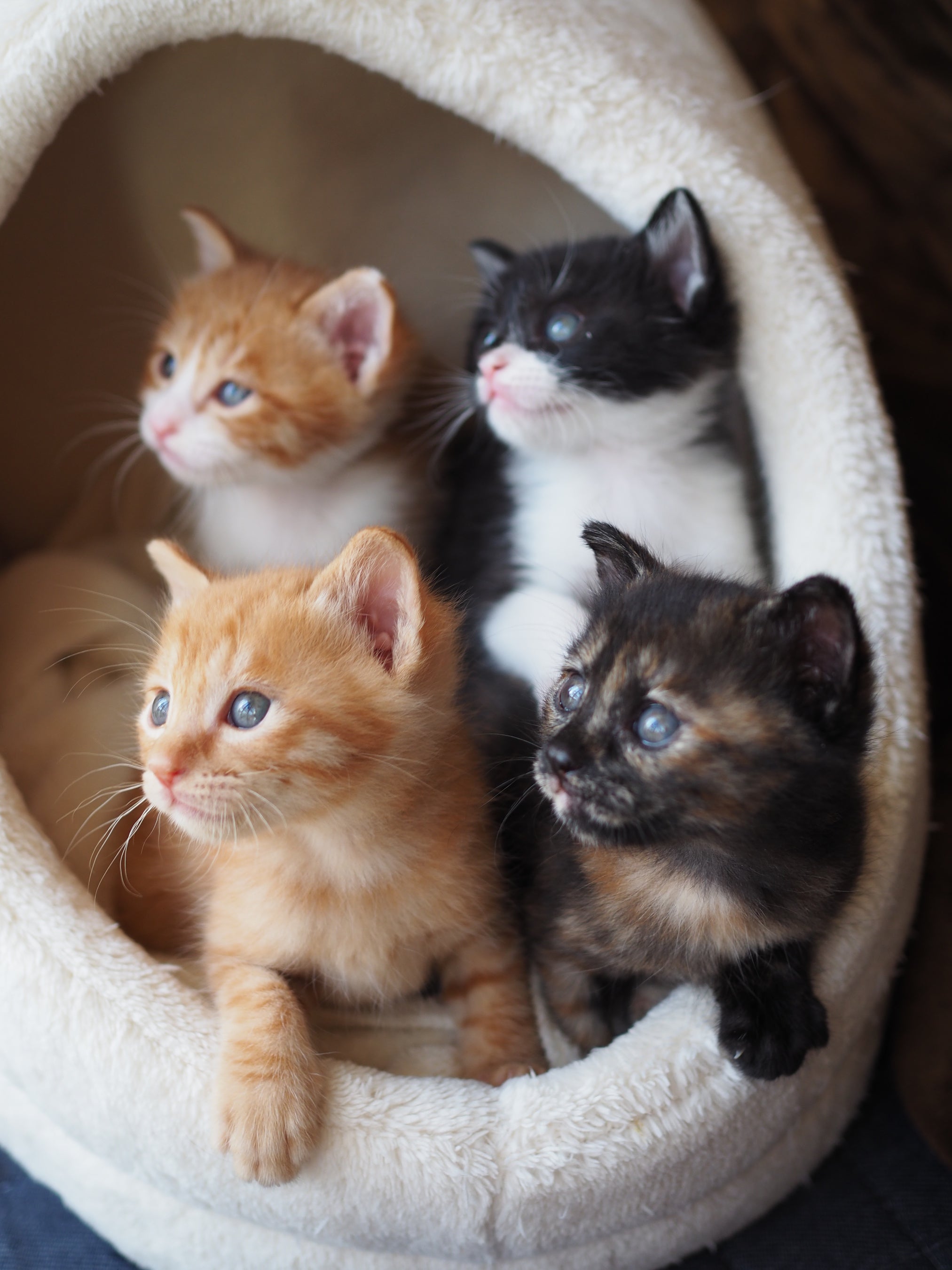 子猫の命をつなぐミルクボランティアも紹介しています