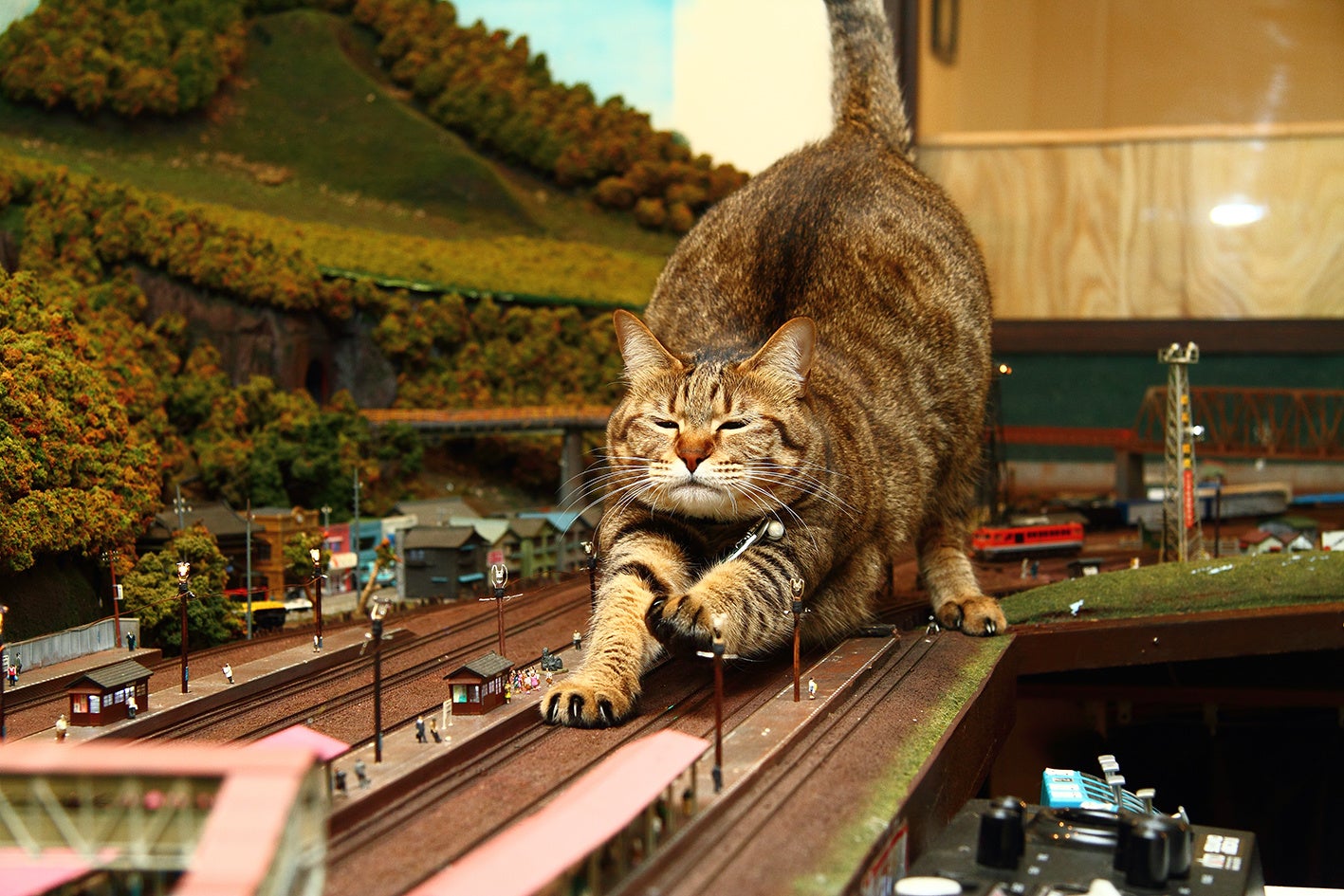 テレビでも紹介されたジオラマ食堂の猫たちも登場