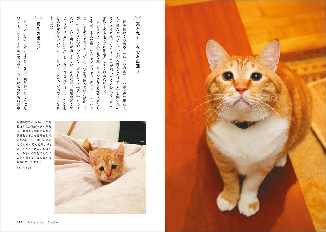 ぽっちゃり猫ぐっぴー