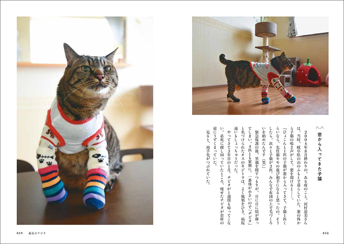 両手を失くし義足で生きるチビタ