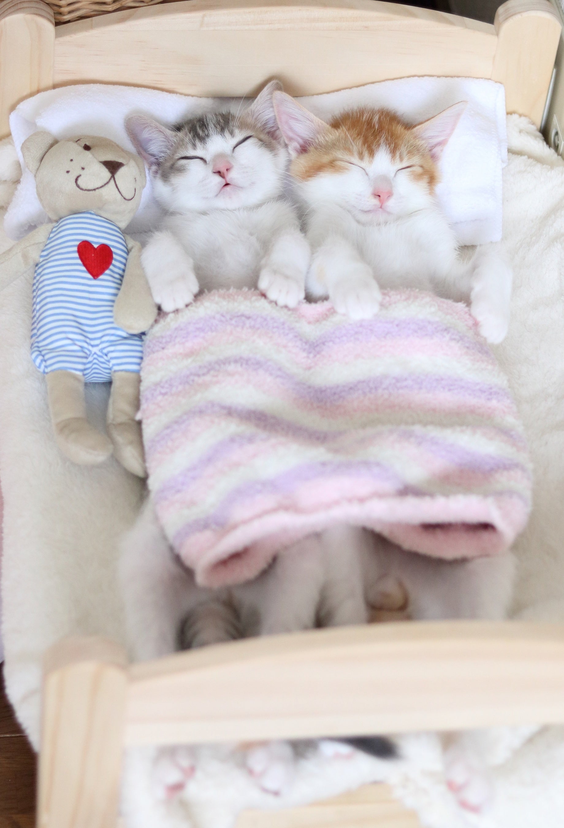 天使の寝姿が話題になった双子のアメカヌちゃん