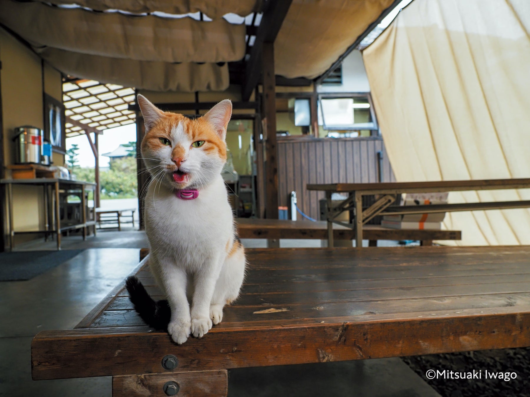 香川県丸亀市のうどん屋でお客さんにかわいがられるハナコ 香川県丸亀市のうどん屋でお客さんにかわいがられるハナコ
