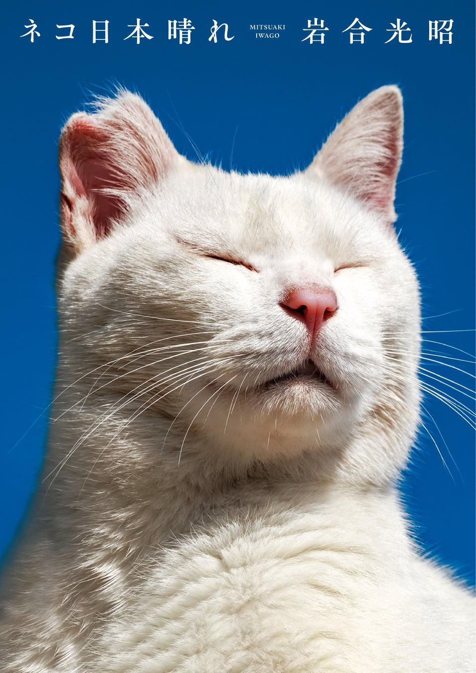 カバーボーイは香川県・女木島のシロ