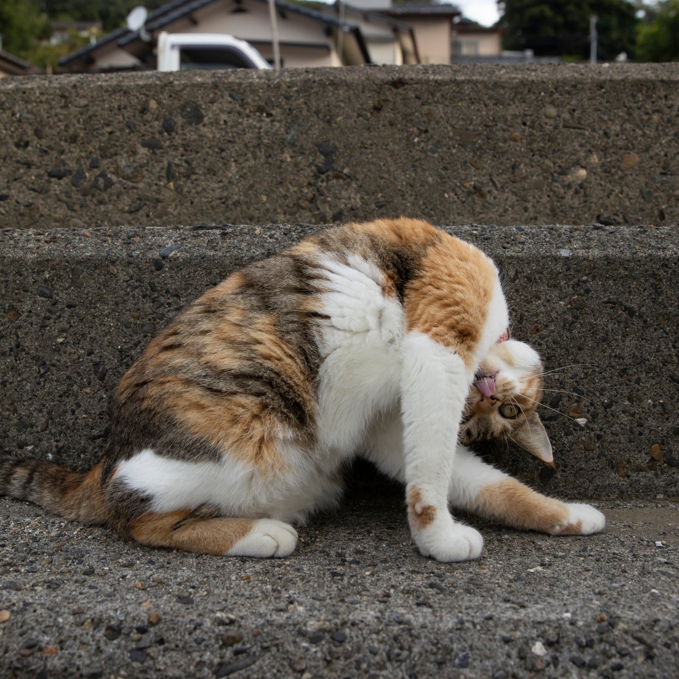 思わず笑っちゃう猫写真集 必死すぎるネコ 一心不乱篇 の写真展が開催 辰巳出版株式会社のプレスリリース 思わず笑っちゃう猫写真集 必死すぎるネコ 一心不乱篇 の写真展が開催 辰巳出版株式会社のプレスリリース