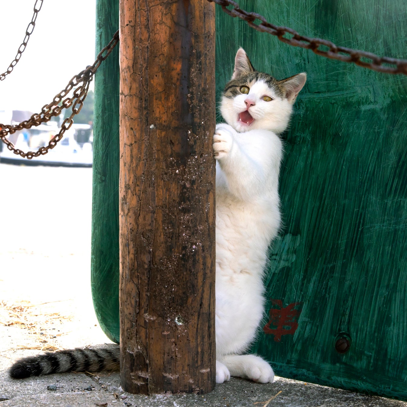 思わず笑っちゃう猫写真集 必死すぎるネコ 一心不乱篇 の写真展が開催 辰巳出版株式会社のプレスリリース 思わず笑っちゃう猫写真集 必死すぎるネコ 一心不乱篇 の写真展が開催 辰巳出版株式会社のプレスリリース