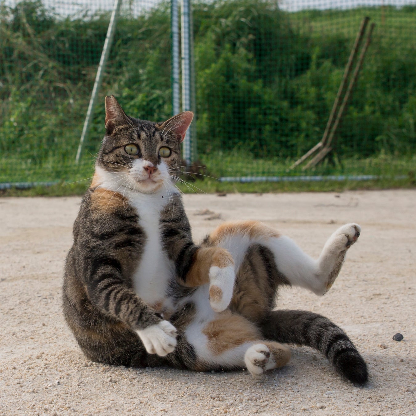 思わず笑っちゃう猫写真集 必死すぎるネコ 一心不乱篇 の写真展が開催 辰巳出版株式会社のプレスリリース 思わず笑っちゃう猫写真集 必死すぎるネコ 一心不乱篇 の写真展が開催 辰巳出版株式会社のプレスリリース