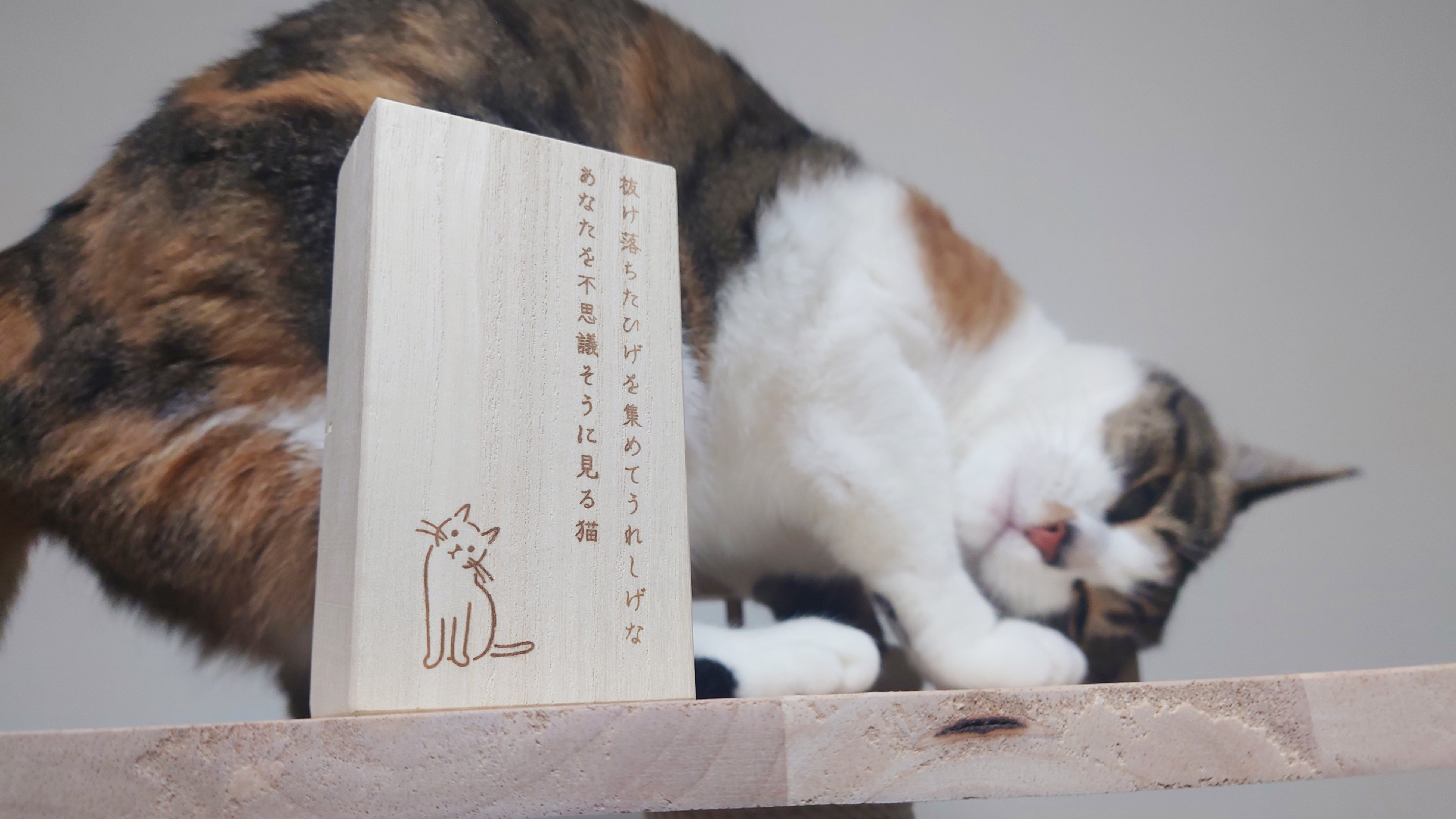 ケースの大きさはこのくらい