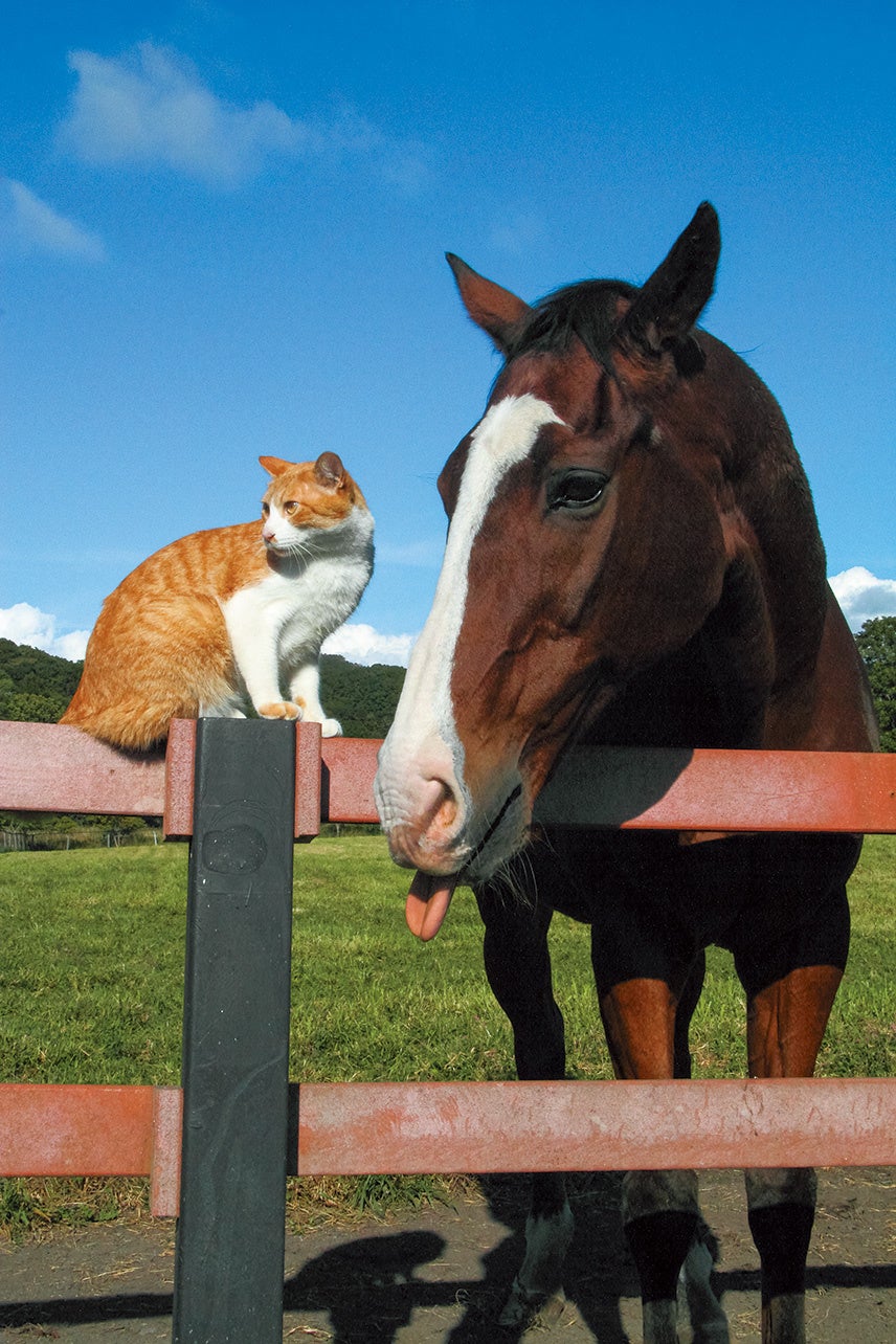 【発売初日に重版決定】元競走馬と猫のフォトブック『ボス猫メトとメイショウドトウ』が話題沸騰! 【発売初日に重版決定】元競走馬と猫のフォトブック『ボス猫メトとメイショウドトウ』が話題沸騰!