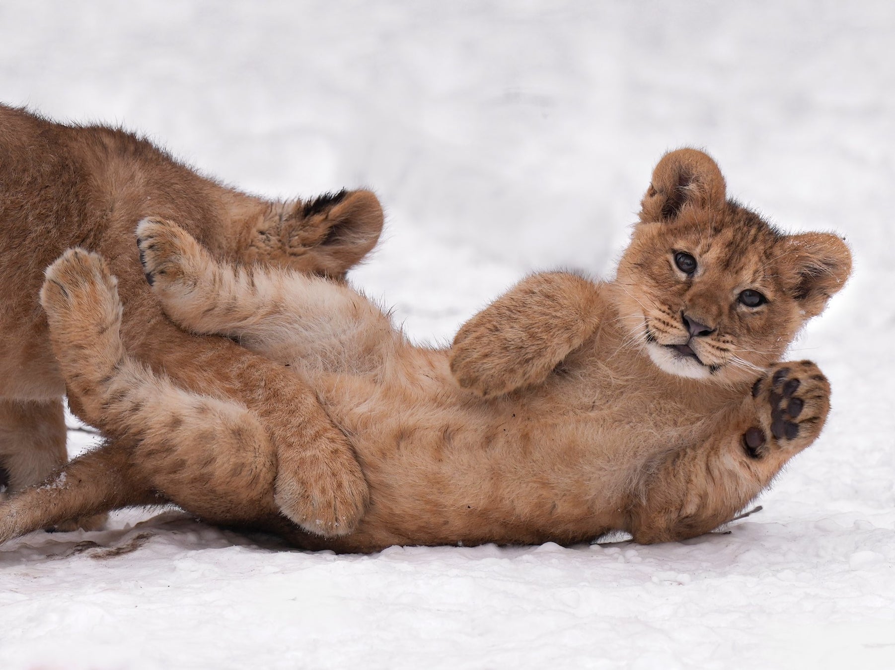 2月2日は「ほぼねこの日」!話題の写真集『ほぼねこ』Kindle版が222円セール中 2月2日は「ほぼねこの日」!話題の写真集『ほぼねこ』Kindle版が222円セール中