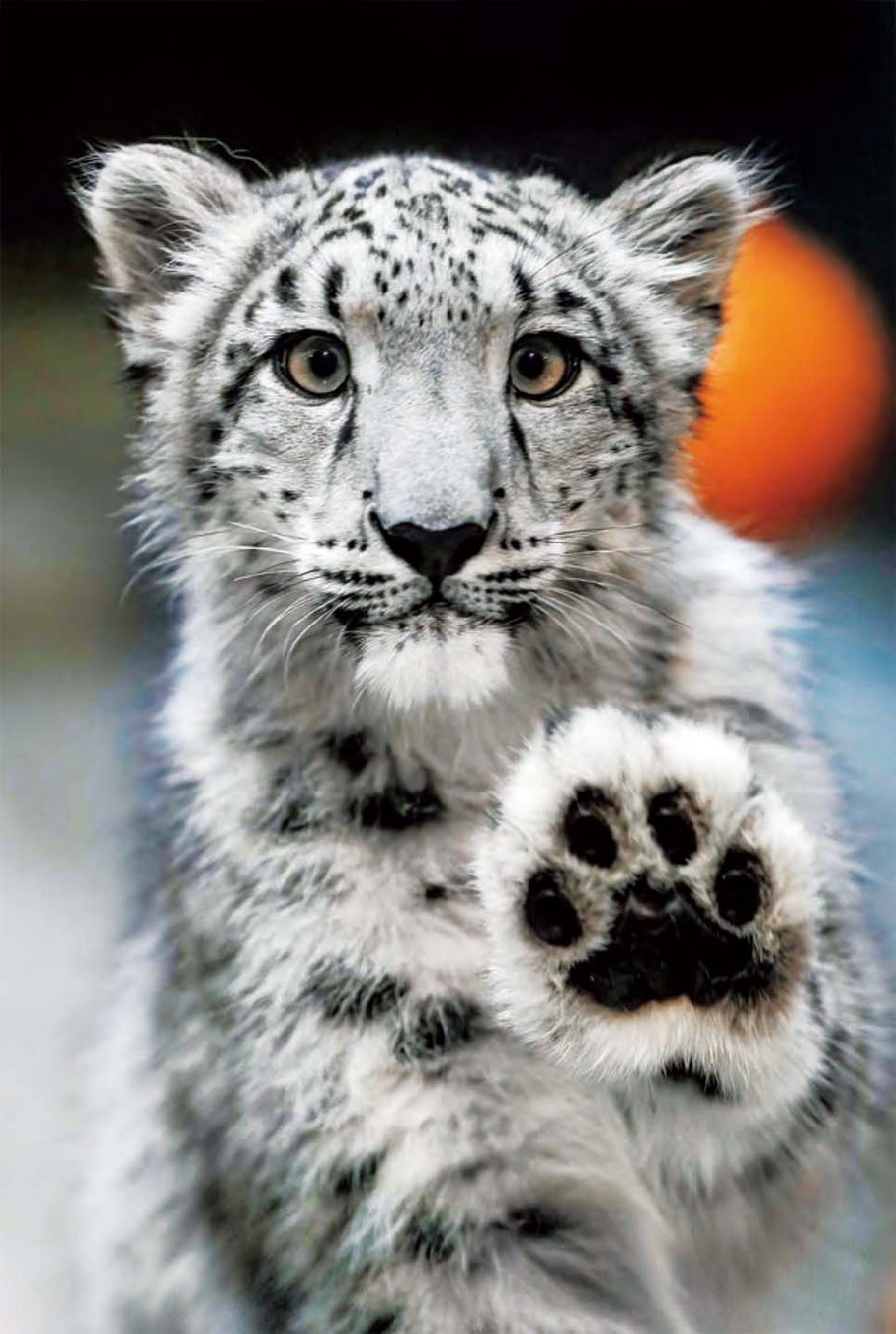 いしかわ動物園のユキヒョウ「ヒメル」／写真集『ほぼねこ』より（RIKU著）