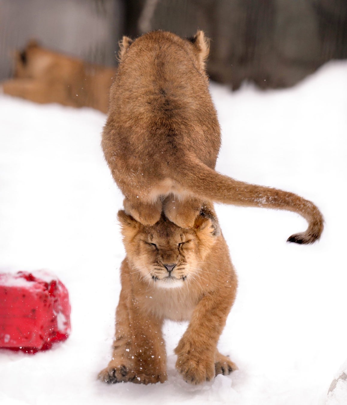 世界的動物写真家の賞賛！岩合光昭氏が撮影した『ほぼねこ』写真集が猫好きに大人気