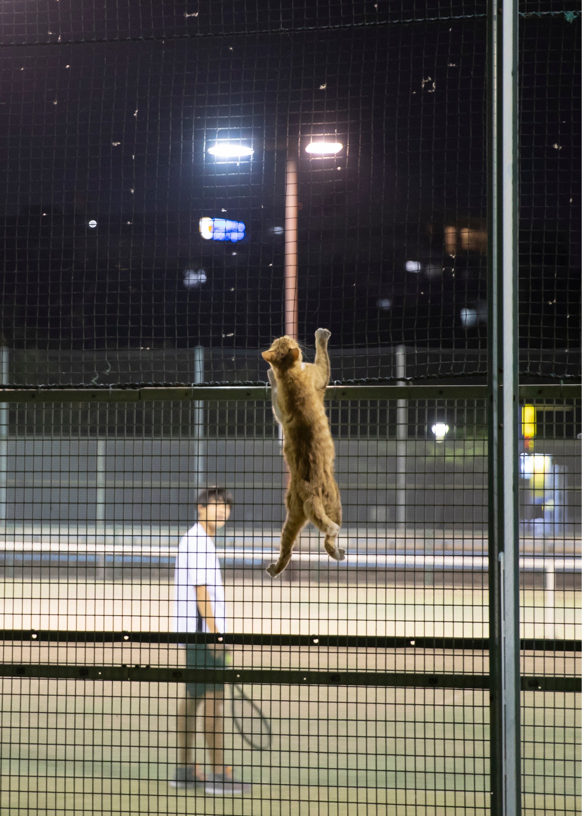 『必死すぎるネコ～一心不乱篇～』より