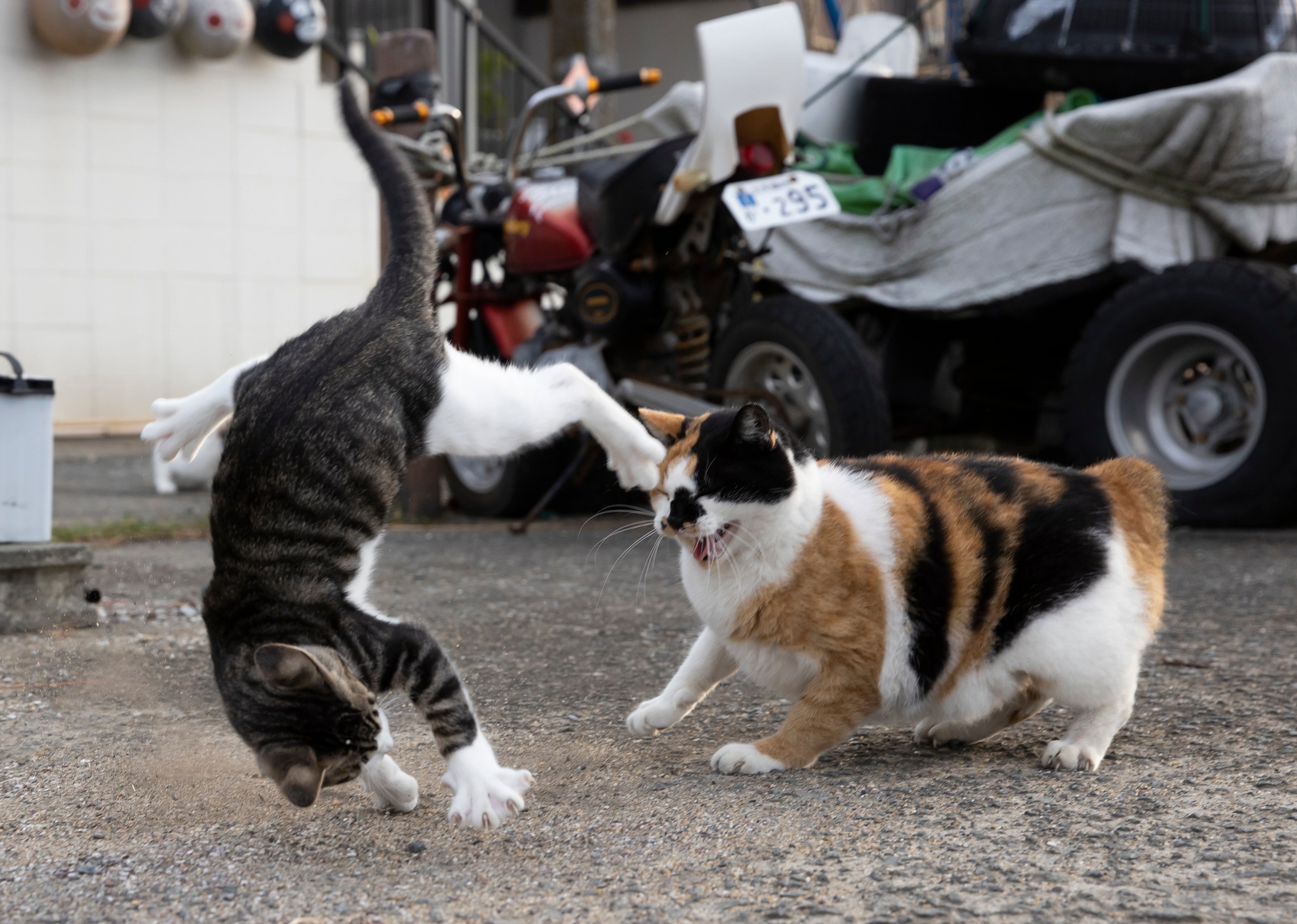 【まま猫(ΦωΦ）】注意→プロスペクターのみ１台です‼️ キャット電動トイ クリア | 猫壱（necoichi）