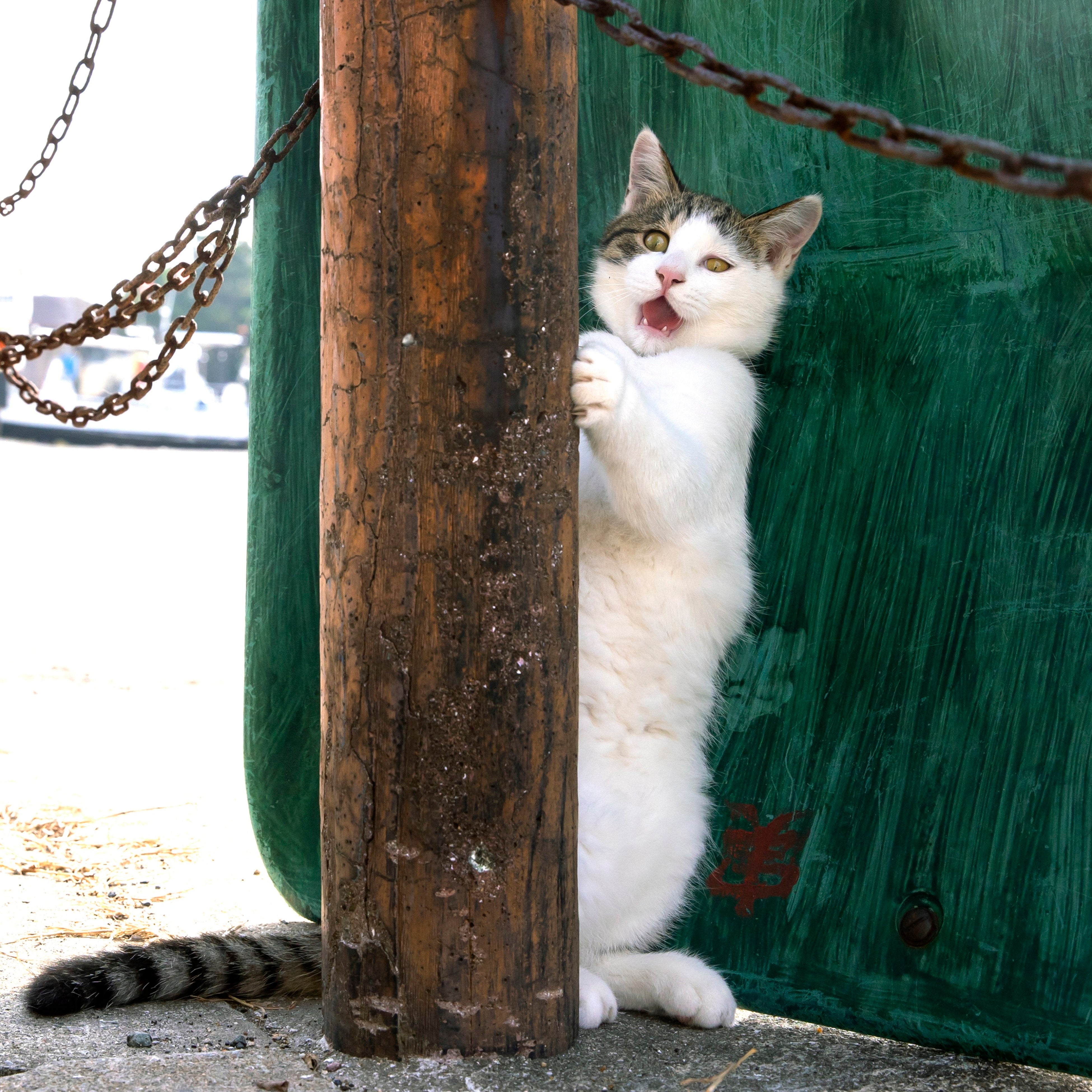 『必死すぎるネコ～一心不乱篇～』より