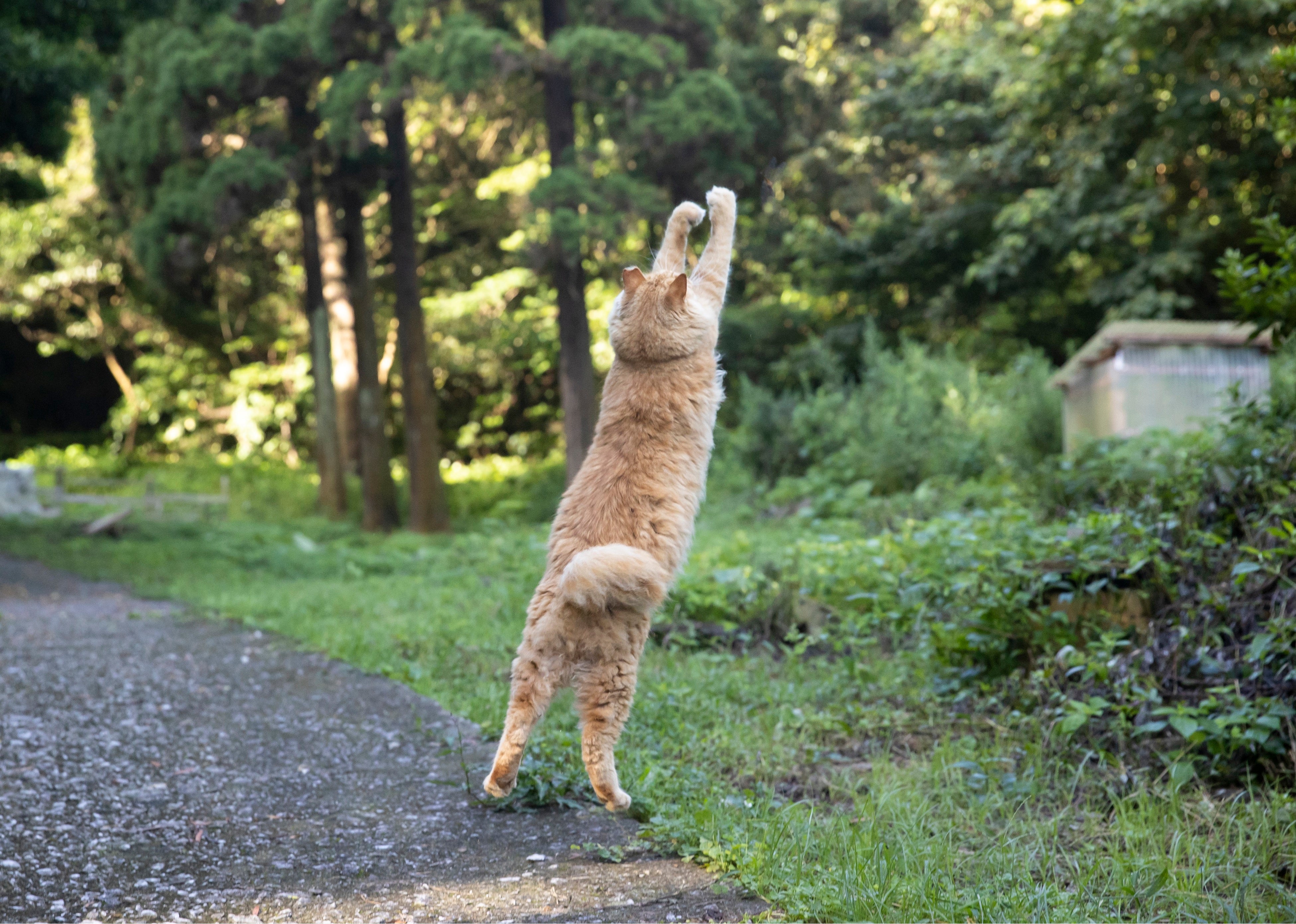 『必死すぎるネコ～一心不乱篇～』より