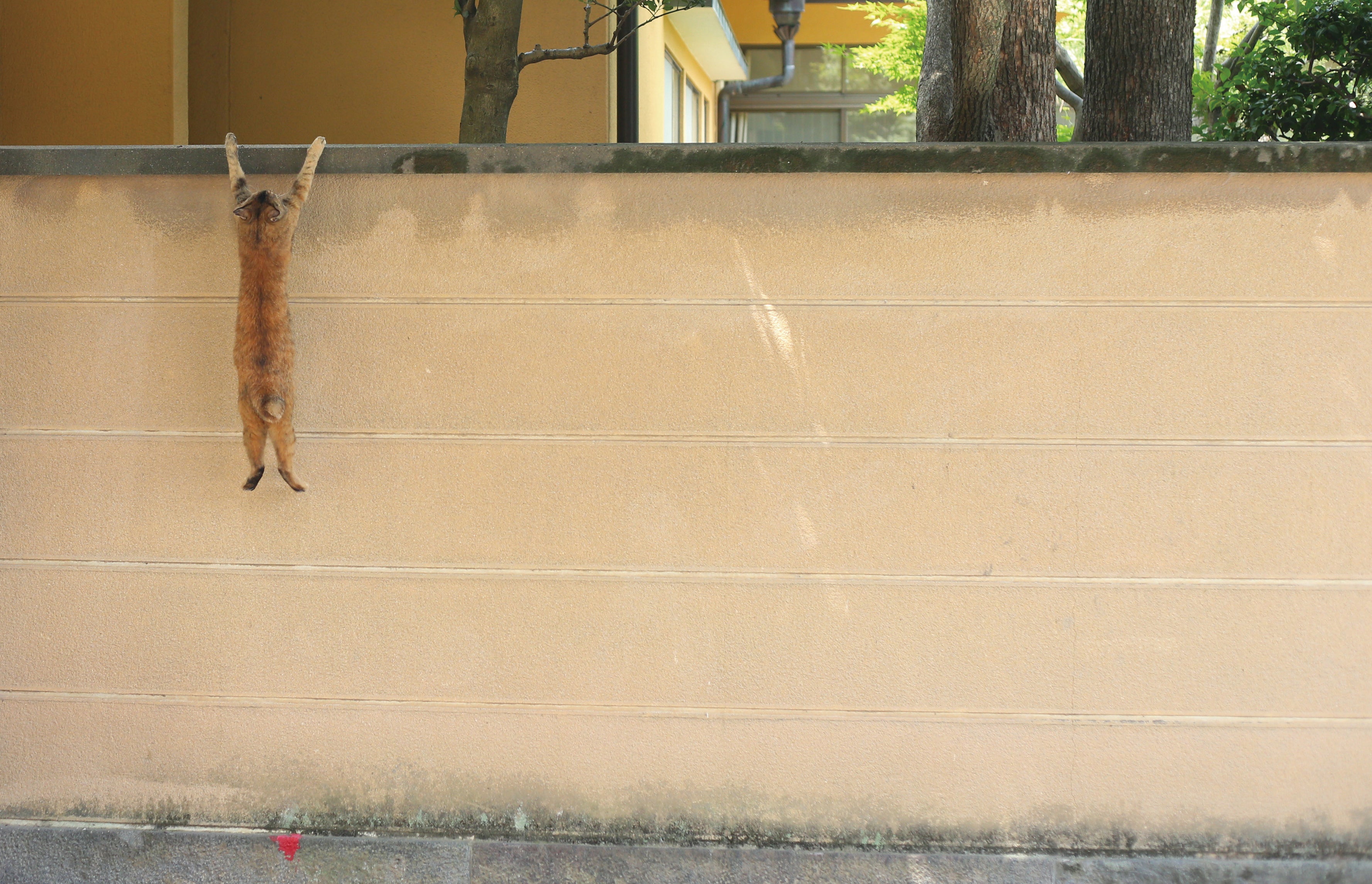 2017年刊行『必死すぎるネコ』より
