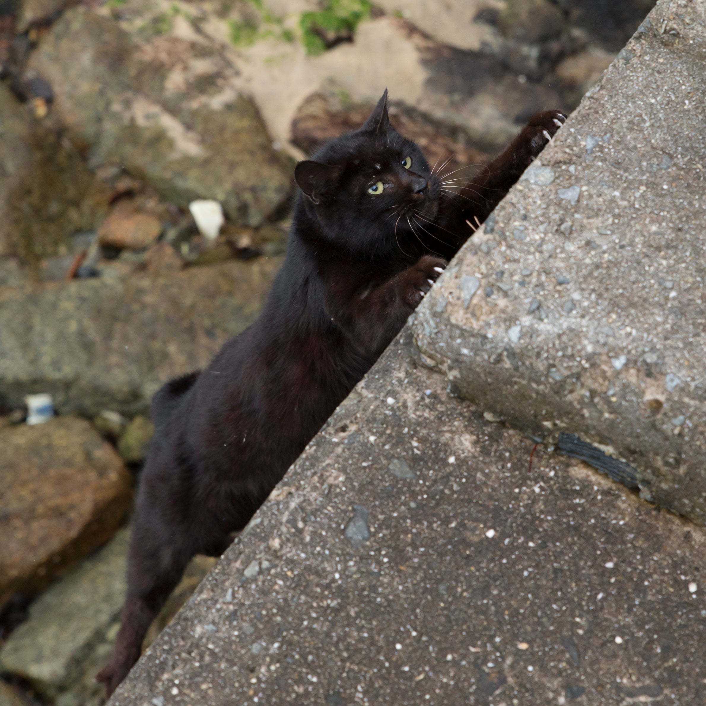 『必死すぎるネコ～一心不乱篇～』より