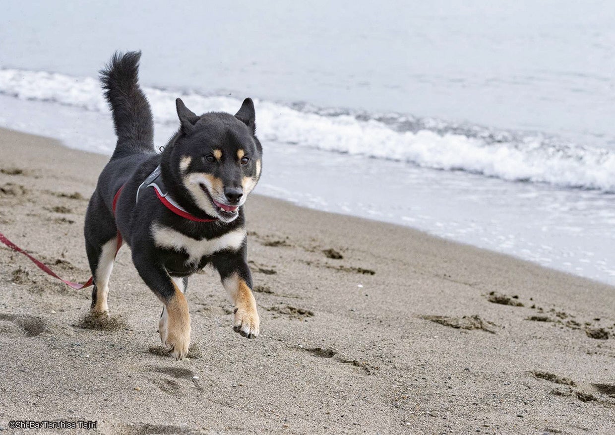 4月8日は 柴の日 柴犬愛好家を巻き込んで Shi Ba シーバ が柴犬の魅力を全世界へ発信 辰巳出版株式会社のプレスリリース 4月8日は 柴の日 柴犬愛好家を巻き込んで Shi Ba シーバ が柴犬の魅力を全世界へ発信 辰巳出版株式会社のプレスリリース