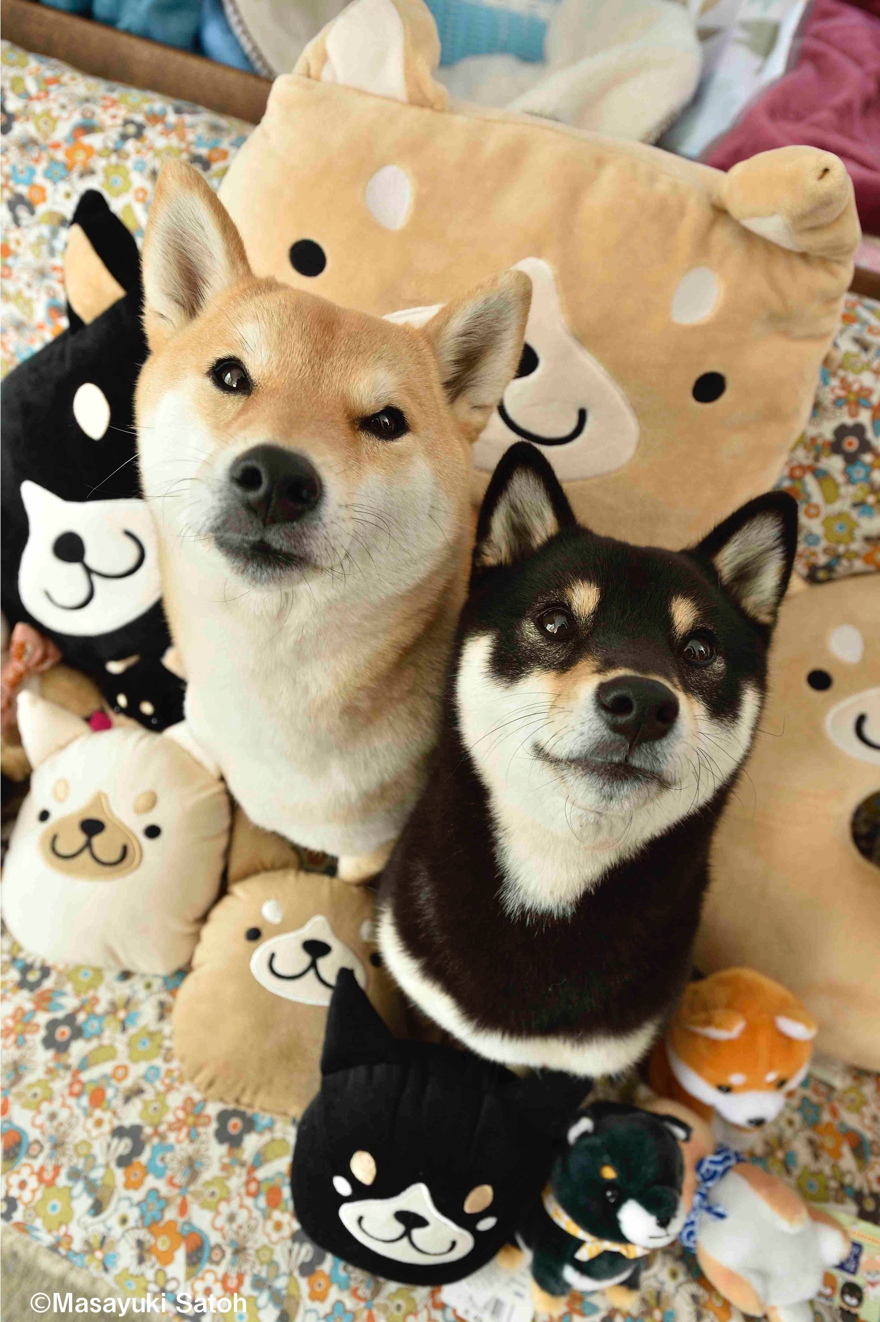 4月8日は 柴の日 柴犬愛好家を巻き込んで Shi Ba シーバ が柴犬の魅力を全世界へ発信 辰巳出版株式会社のプレスリリース