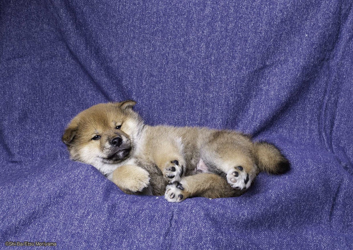 4月8日は 柴の日 柴犬愛好家を巻き込んで Shi Ba シーバ が柴犬の魅力を全世界へ発信 辰巳出版株式会社のプレスリリース 4月8日は 柴の日 柴犬愛好家を巻き込んで Shi Ba シーバ が柴犬の魅力を全世界へ発信 辰巳出版株式会社のプレスリリース