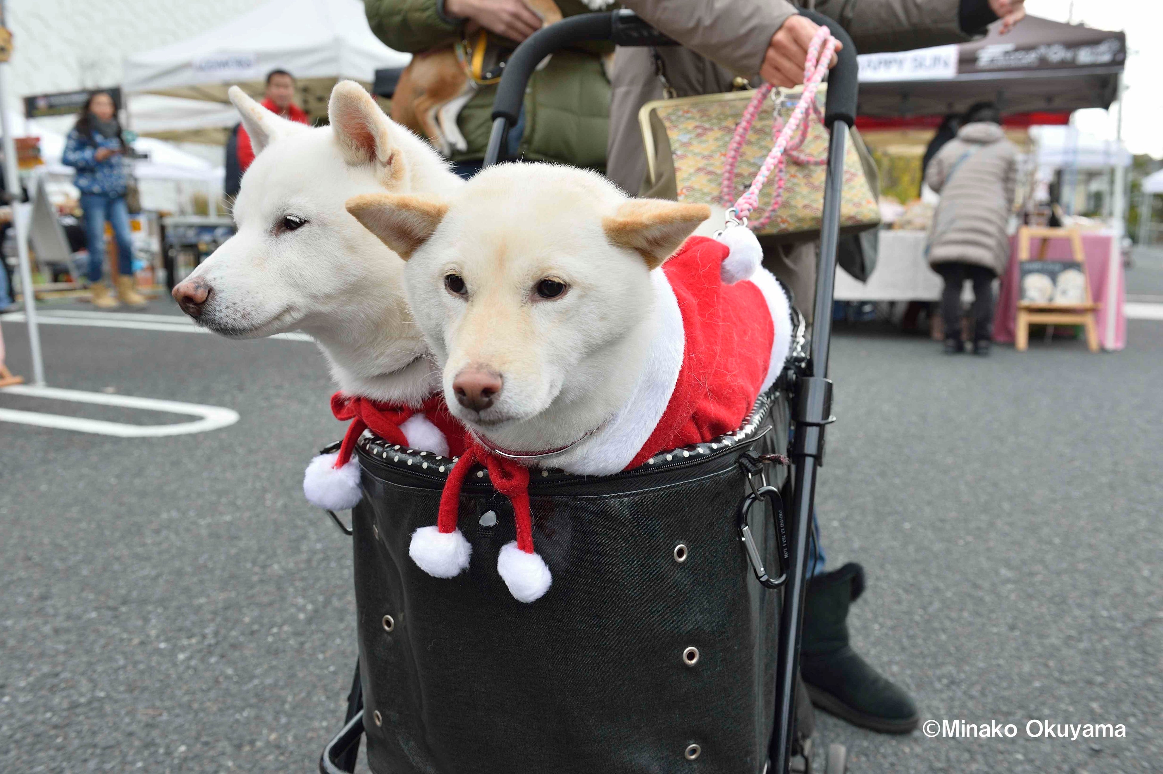 2018年の「集まれ！ 柴犬!!」の様子