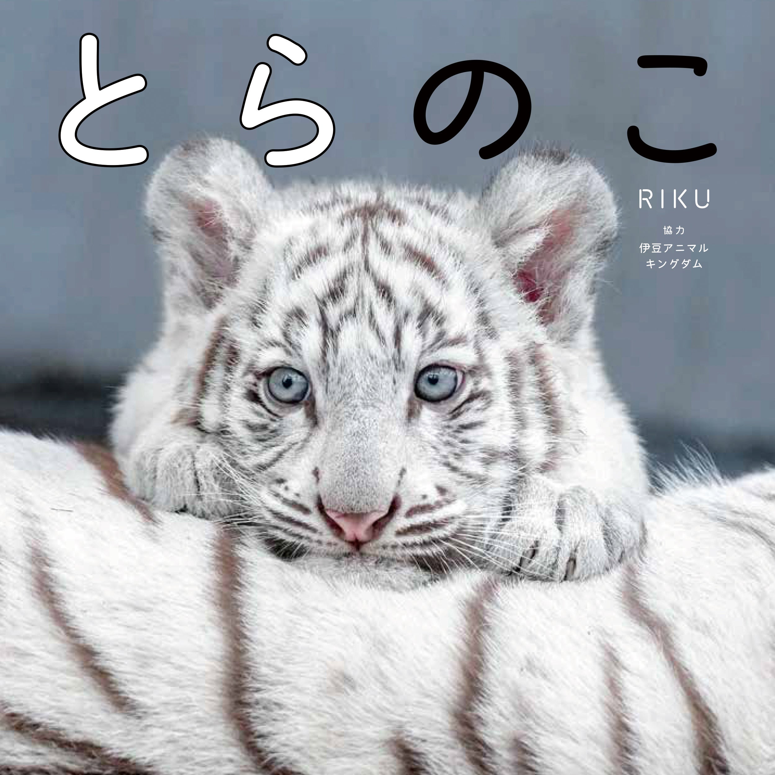 海外作家様作 アートドール ホワイトタイガーの赤ちゃん （海外