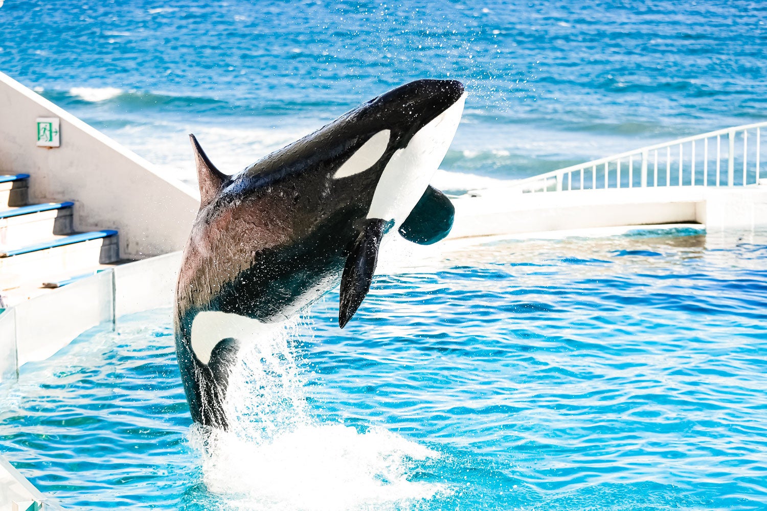 【希少】開園40周年記念 鴨川シーワールドのなかまたち　シャチ　オルカ　海獣　本 希少】開園40周年記念 鴨川シーワールドのなかまたち シャチ