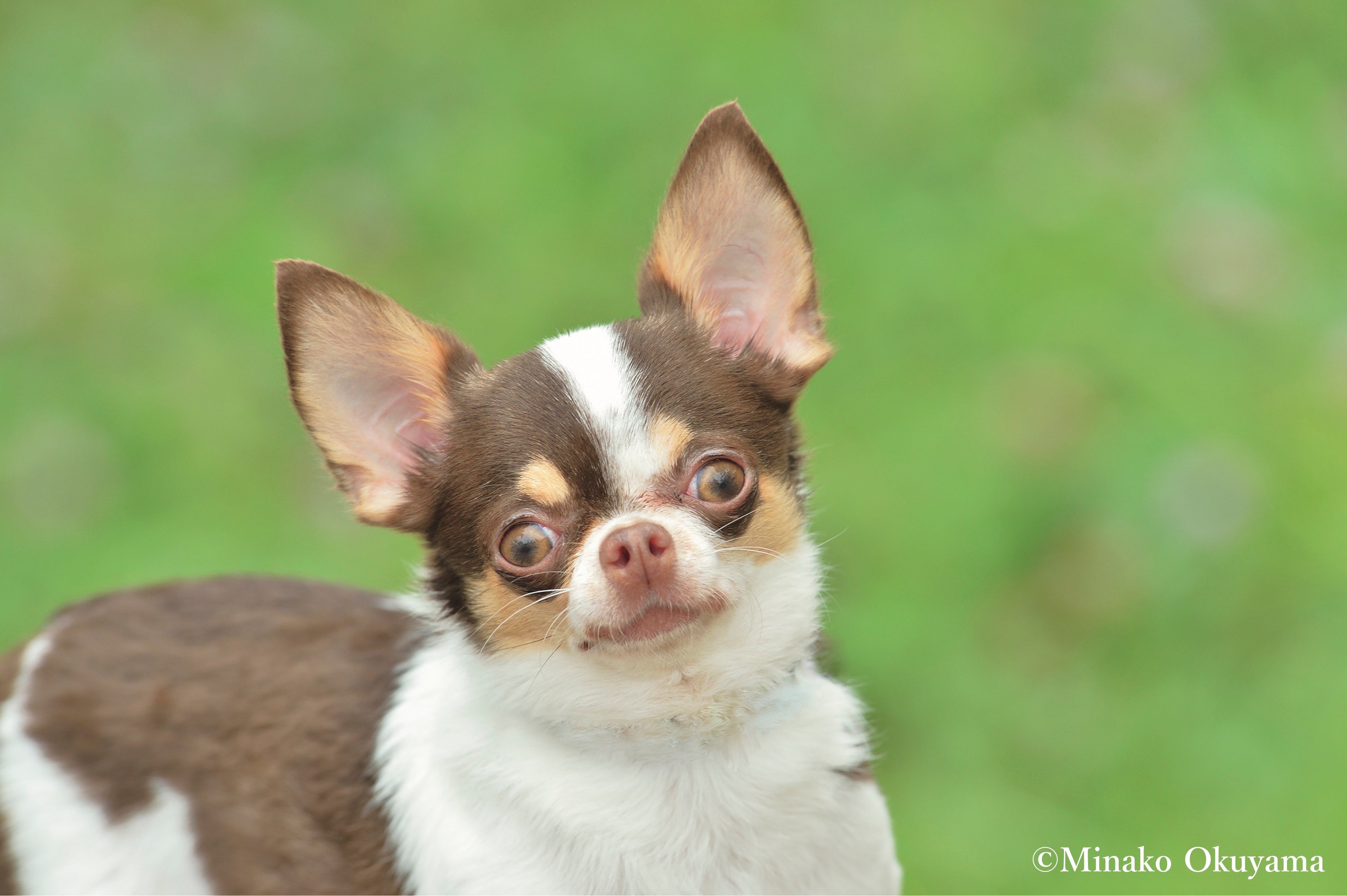 チワワ専門誌 チワワスタイル でモデルデビュー プロカメラマンが撮った写真データがもらえる チワワ 限定 撮影会の参加者を大募集 辰巳出版株式会社のプレスリリース