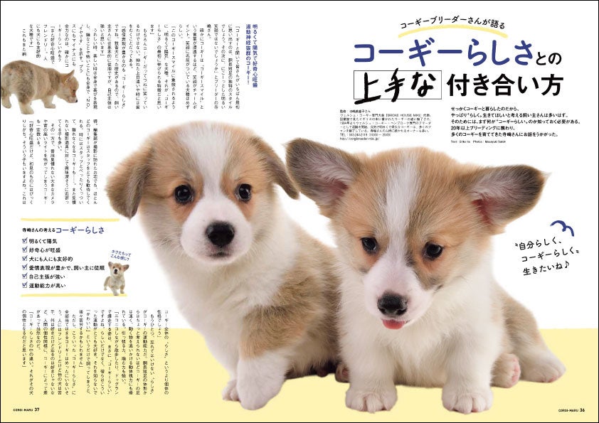 コーギー好き卒倒必至 全世界のかわいいコーギー写真が山ほど見られる コギまるvol 3 6月30日 木 に発売 辰巳出版株式会社のプレスリリース コーギー好き卒倒必至 全世界のかわいいコーギー写真が山ほど見られる コギまるvol 3 6月30日 木 に発売 辰巳出版株式会社のプレスリリース