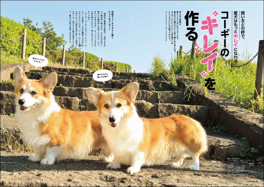 コーギー好き卒倒必至 全世界のかわいいコーギー写真が山ほど見られる コギまるvol 3 6月30日 木 に発売 辰巳出版株式会社のプレスリリース コーギー好き卒倒必至 全世界のかわいいコーギー写真が山ほど見られる コギまるvol 3 6月30日 木 に発売 辰巳出版株式会社のプレスリリース