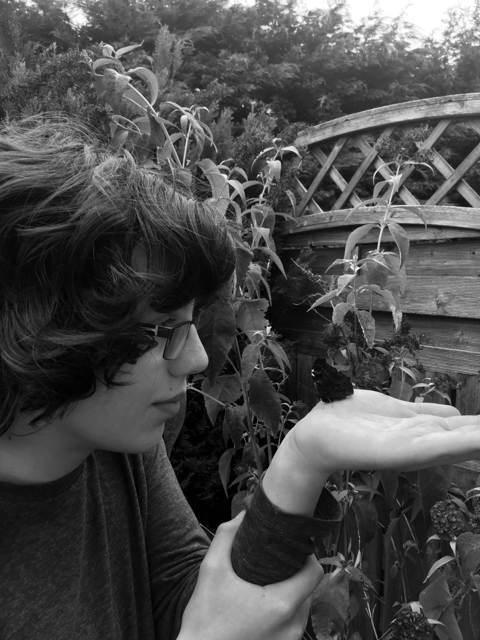 チョウとの心安らぐひととき