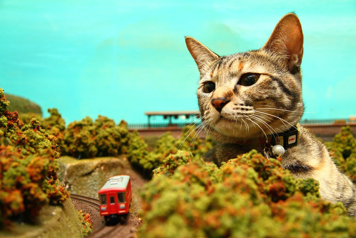 Amazon1位 かわいい保護猫の写真とエピソードがたっぷりの 猫 にひろわれた話 が発売 俺 つしま 作者が描きおろした装画や寄付キャンペーンも話題に 辰巳出版株式会社のプレスリリース Amazon1位 かわいい保護猫の写真とエピソードがたっぷりの 猫 にひろわれた話 が発売 俺 つしま 作者が描きおろした装画や寄付キャンペーンも話題に 辰巳出版株式会社のプレスリリース