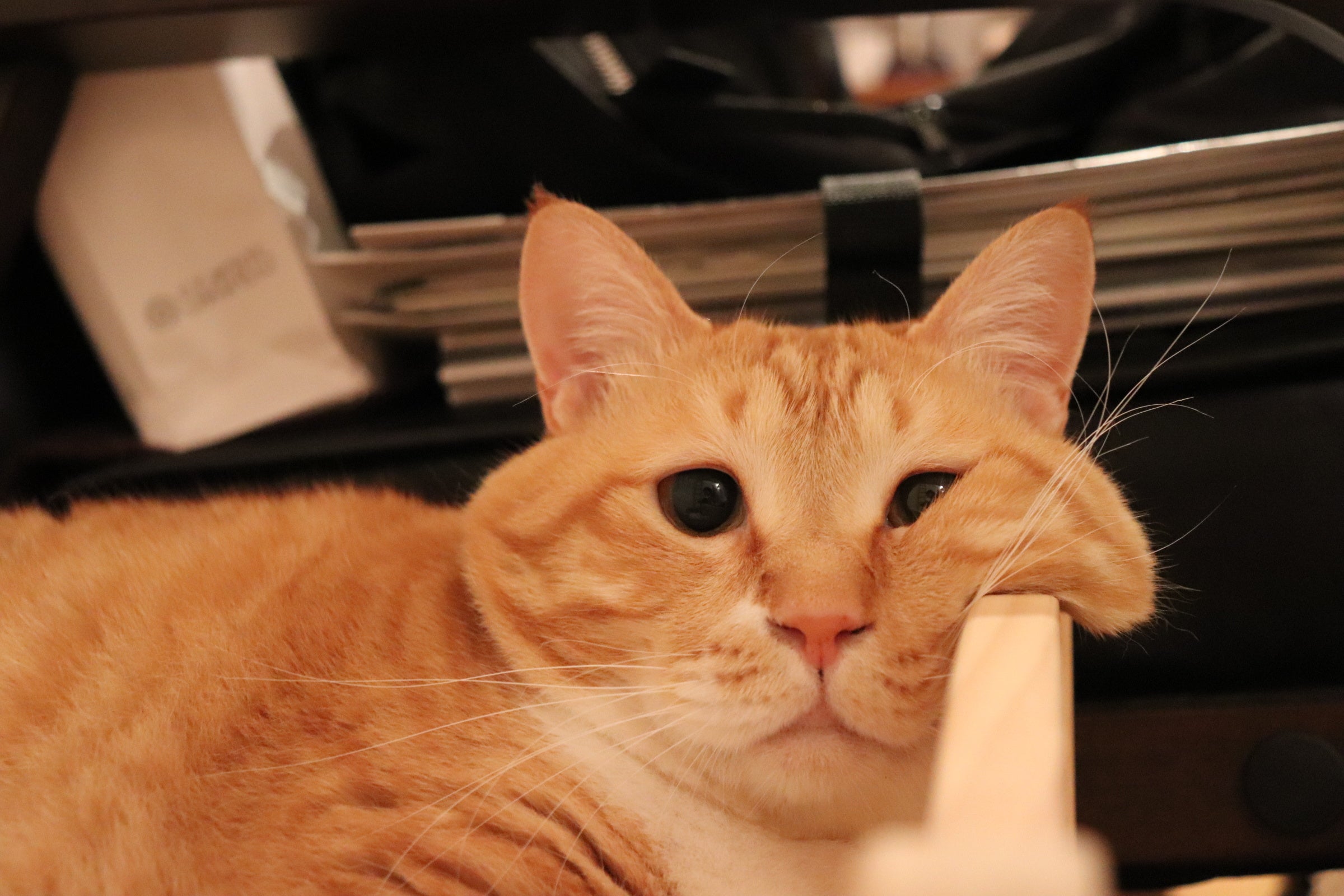 Amazon１位 かわいい保護猫の写真とエピソードがたっぷりの 猫 にひろわれた話 が発売 俺 つしま 作者が描きおろした装画や寄付キャンペーンも話題に 辰巳出版株式会社のプレスリリース