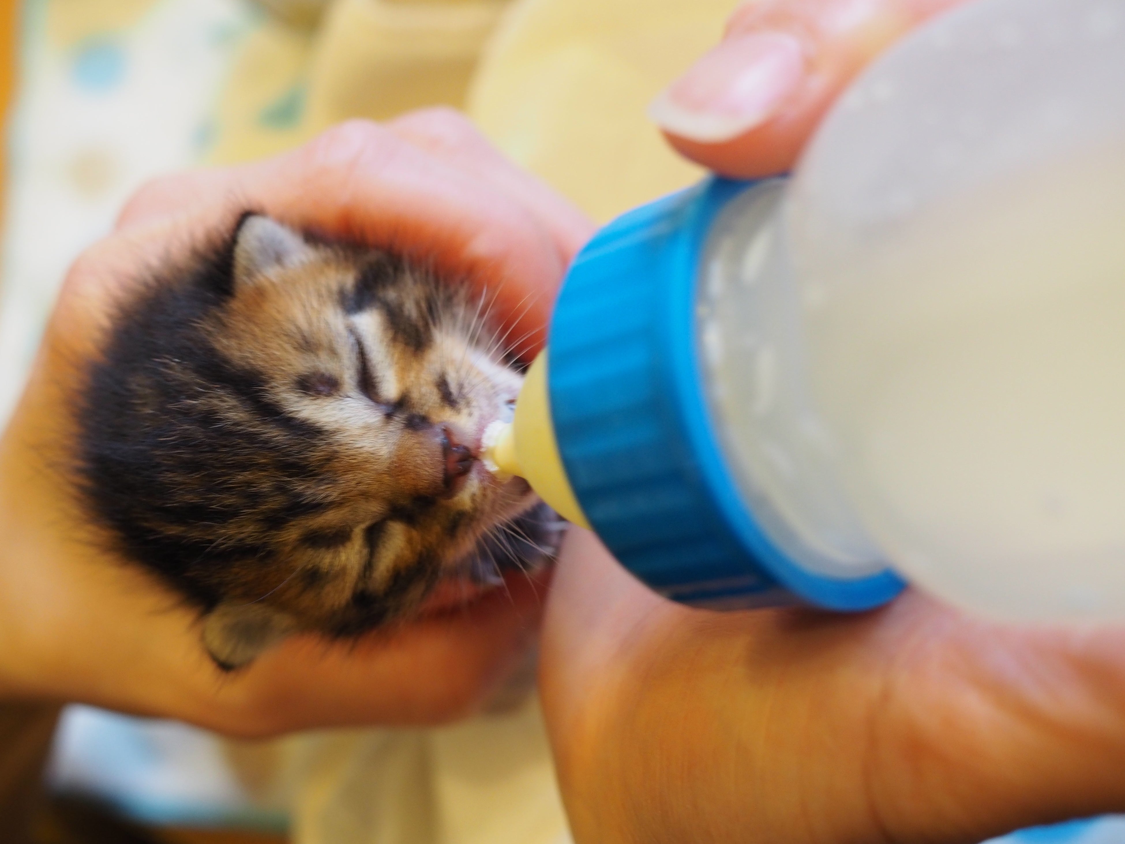 赤ちゃん猫を救うミルクボランティア