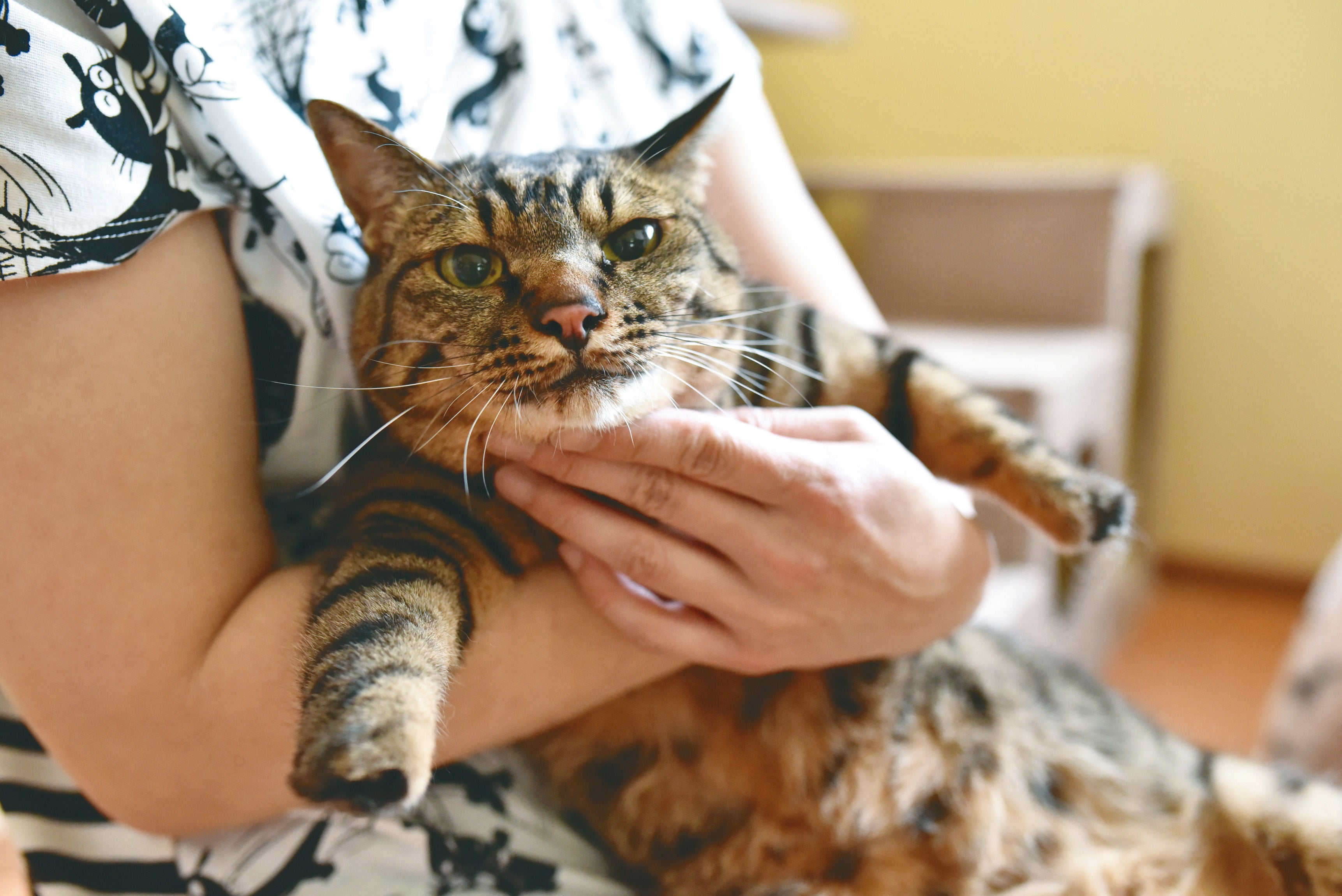 Amazon１位 かわいい保護猫の写真とエピソードがたっぷりの 猫 にひろわれた話 が発売 俺 つしま 作者が描きおろした装画や寄付キャンペーンも話題に 辰巳出版株式会社のプレスリリース