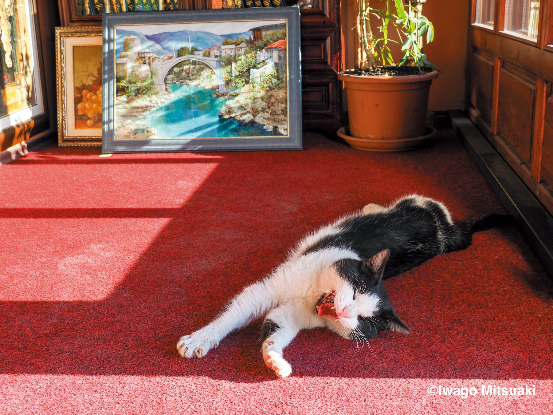 ボスニア・ヘルツェゴヴィナ内戦の激戦地・モスタルの猫