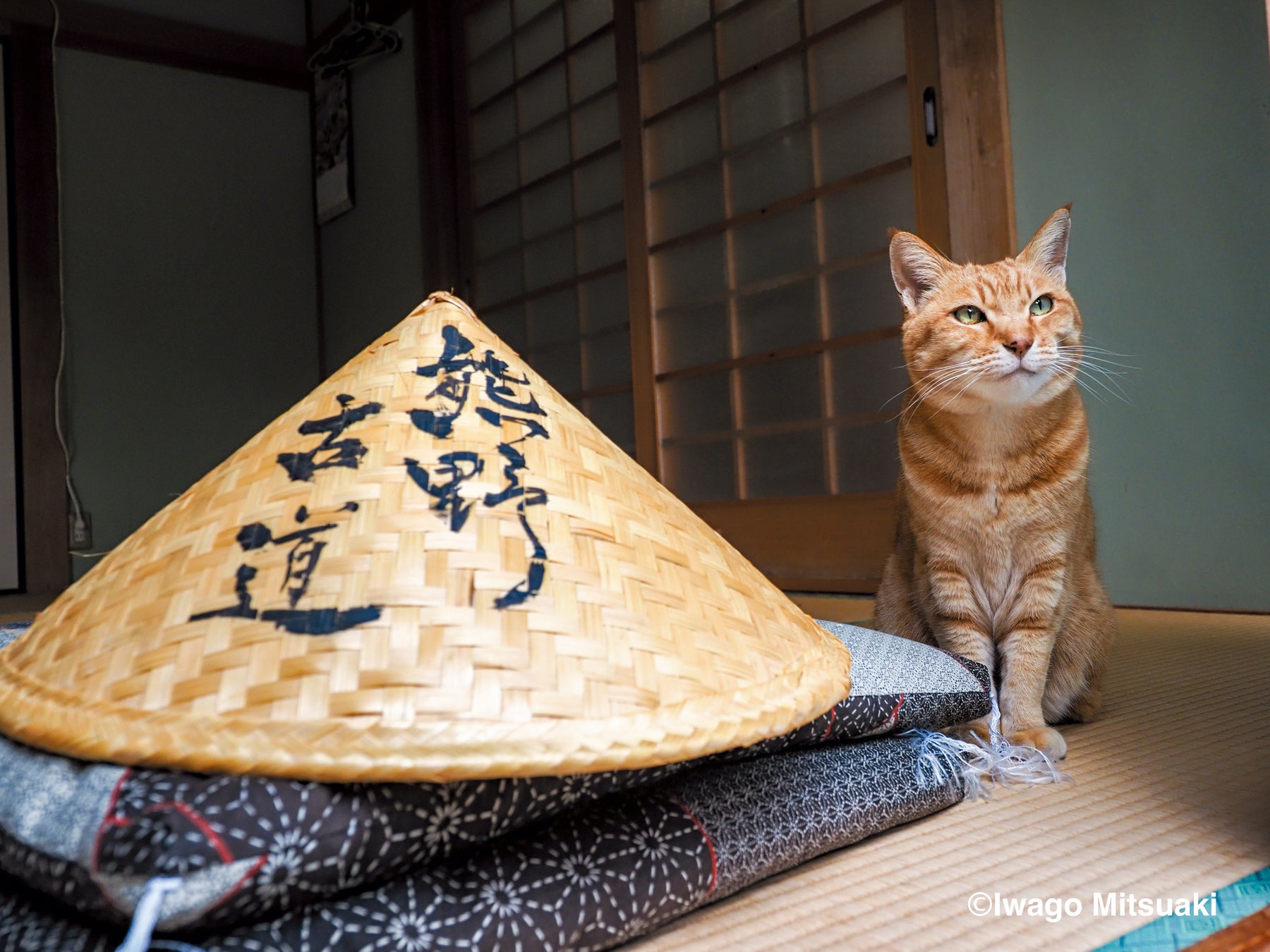 和歌山県田辺市、滝尻王子の名物猫みゃあ