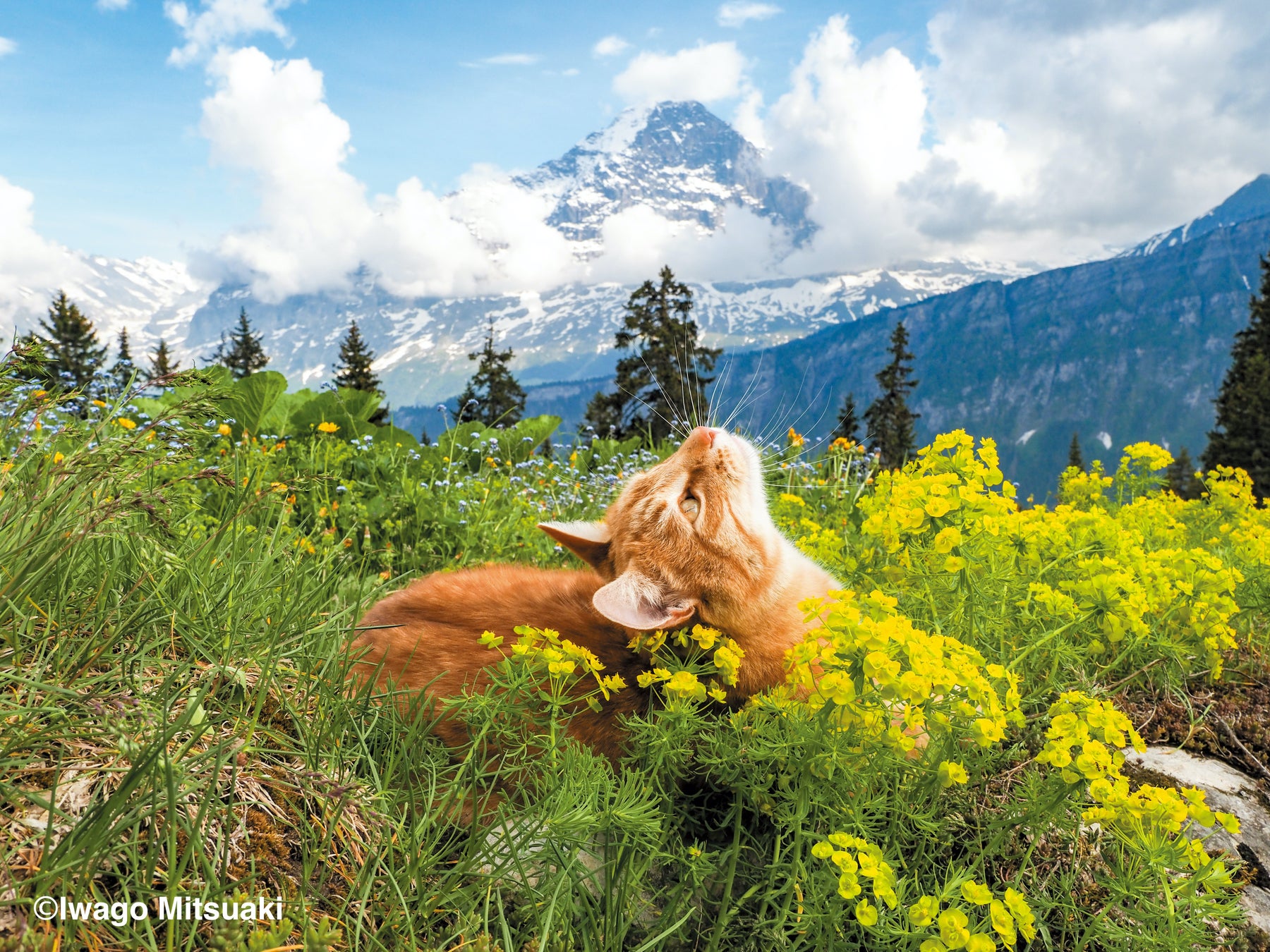 スイス・アルプスを弟のジェリーとともに駆け巡るトム