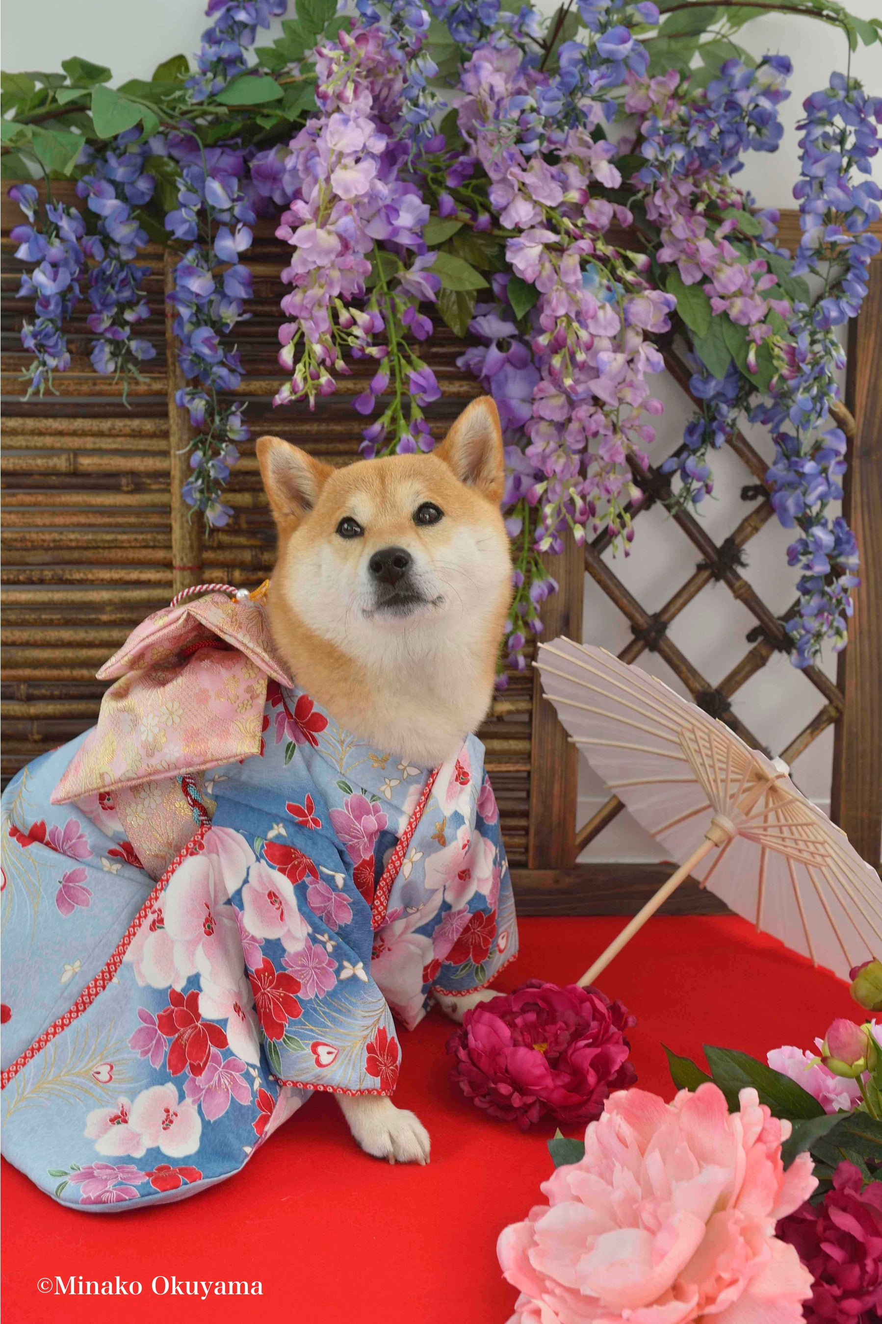 和風な背景が柴犬にぴったり♡