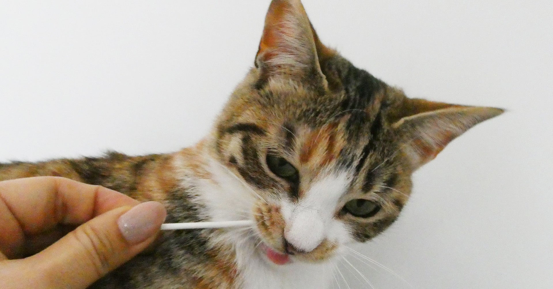 綿棒を舐めるネコ