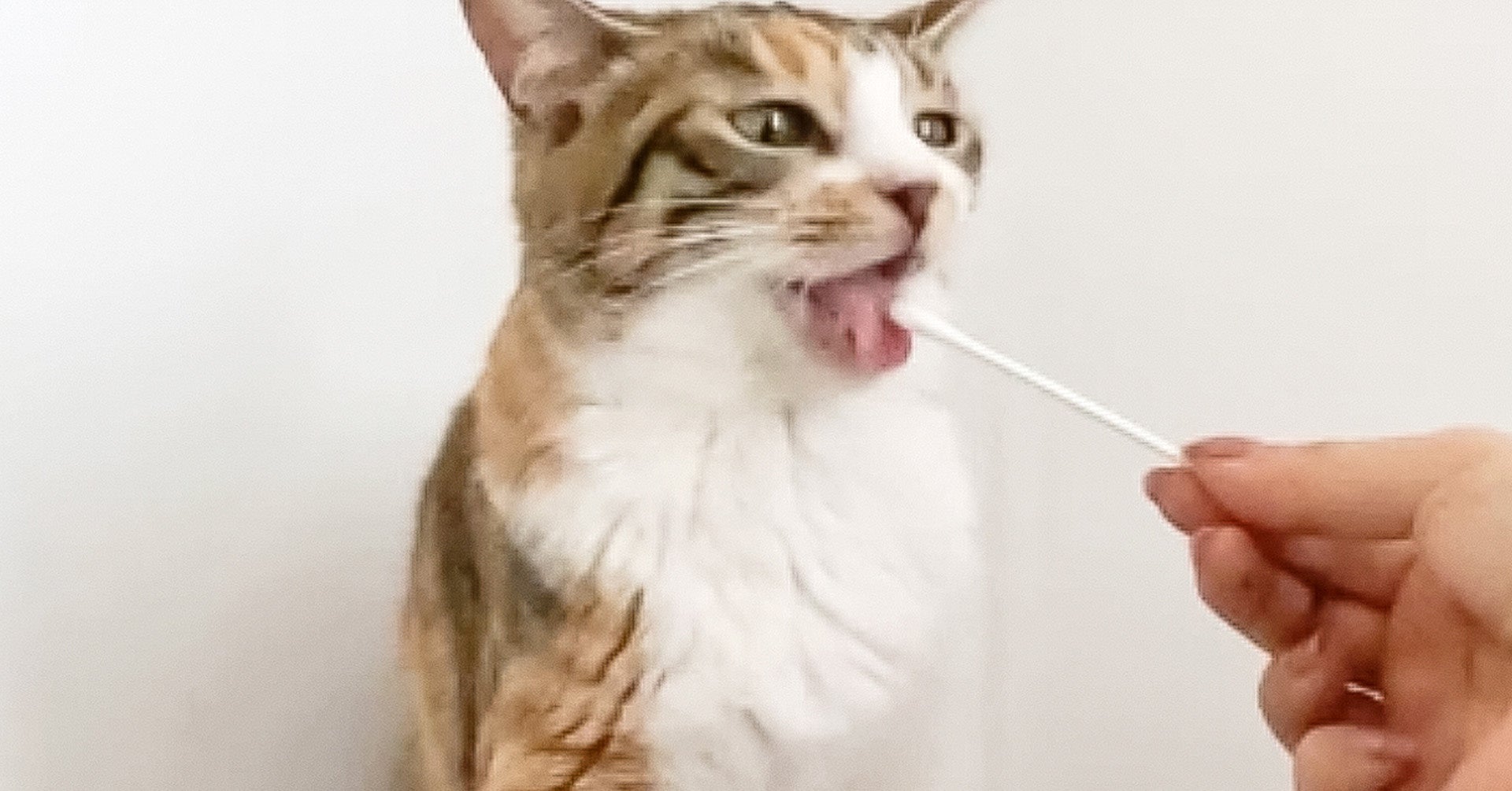 猫好きによるネコに優しい検査方式方法