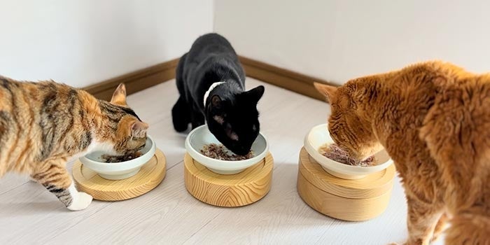 水煮で柔らかいから硬いものが苦手な高齢猫も食べやすいです。