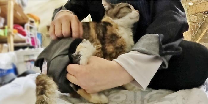 おむつカバーを着けてリラックス中のネコ