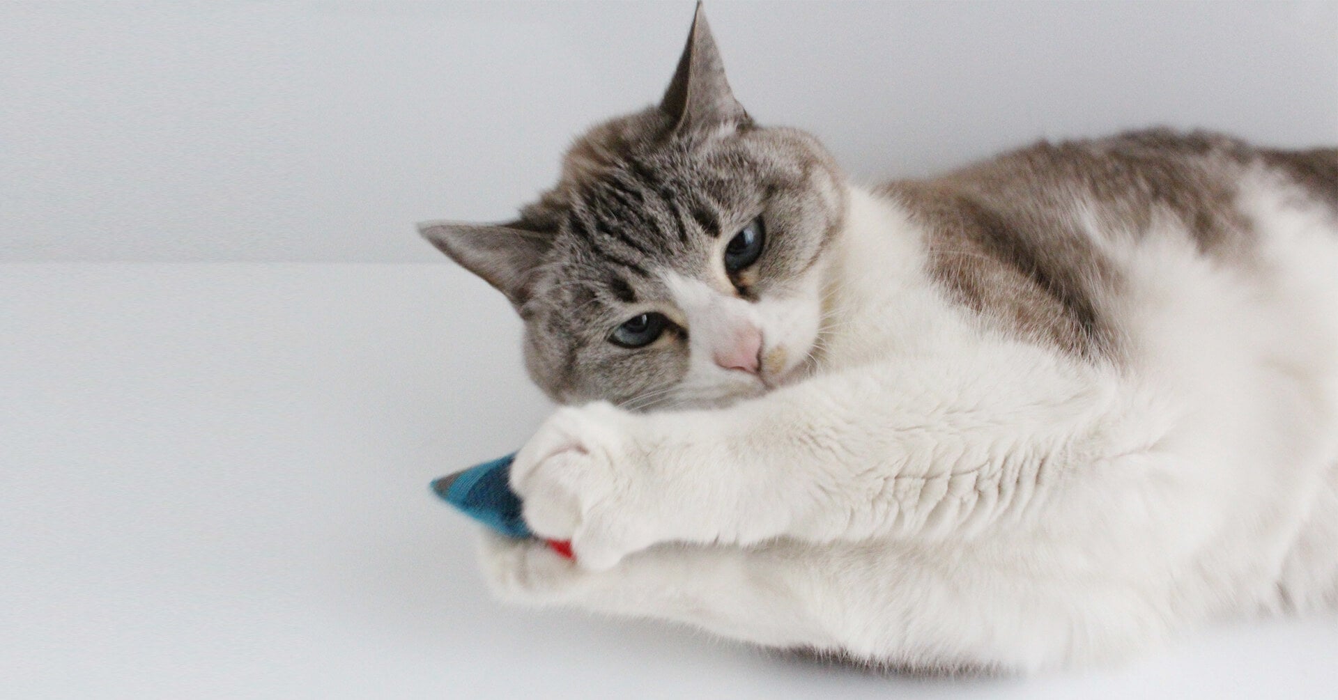 猫の日 22年2月22日 キャンペーン 猫に本当に安全で安心な おもちゃセット 販売をスタート クロス クローバー ジャパンのプレスリリース 猫の日 22年2月22日 キャンペーン 猫に本当に安全で安心な おもちゃセット 販売をスタート クロス クローバー ジャパンのプレスリリース