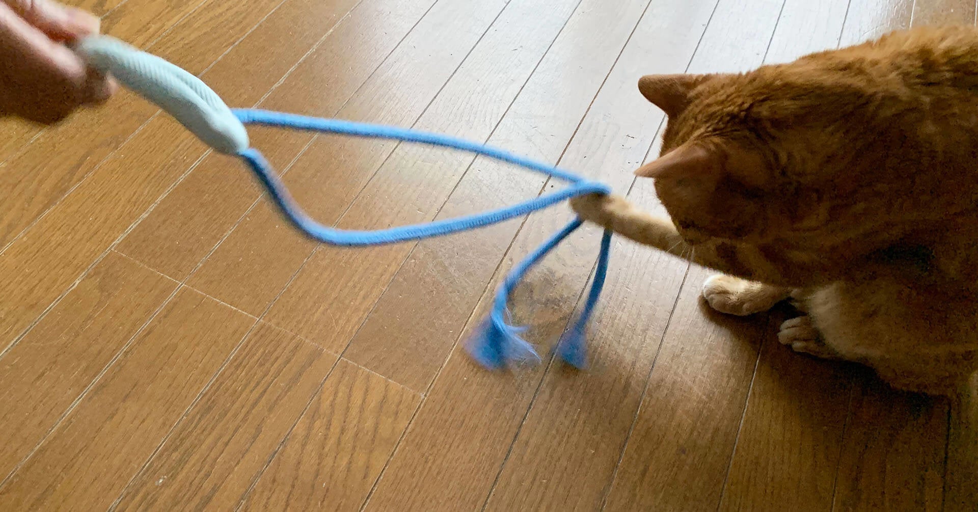 猫の日（2022年2月22日）キャンペーン、猫に本当に安全で安心な