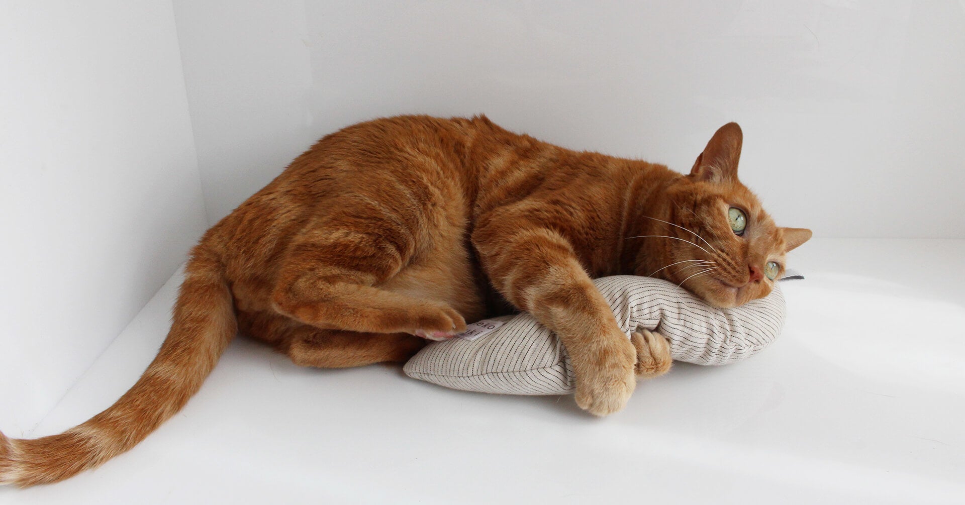 「みかづきけりけり」で遊ぶ猫